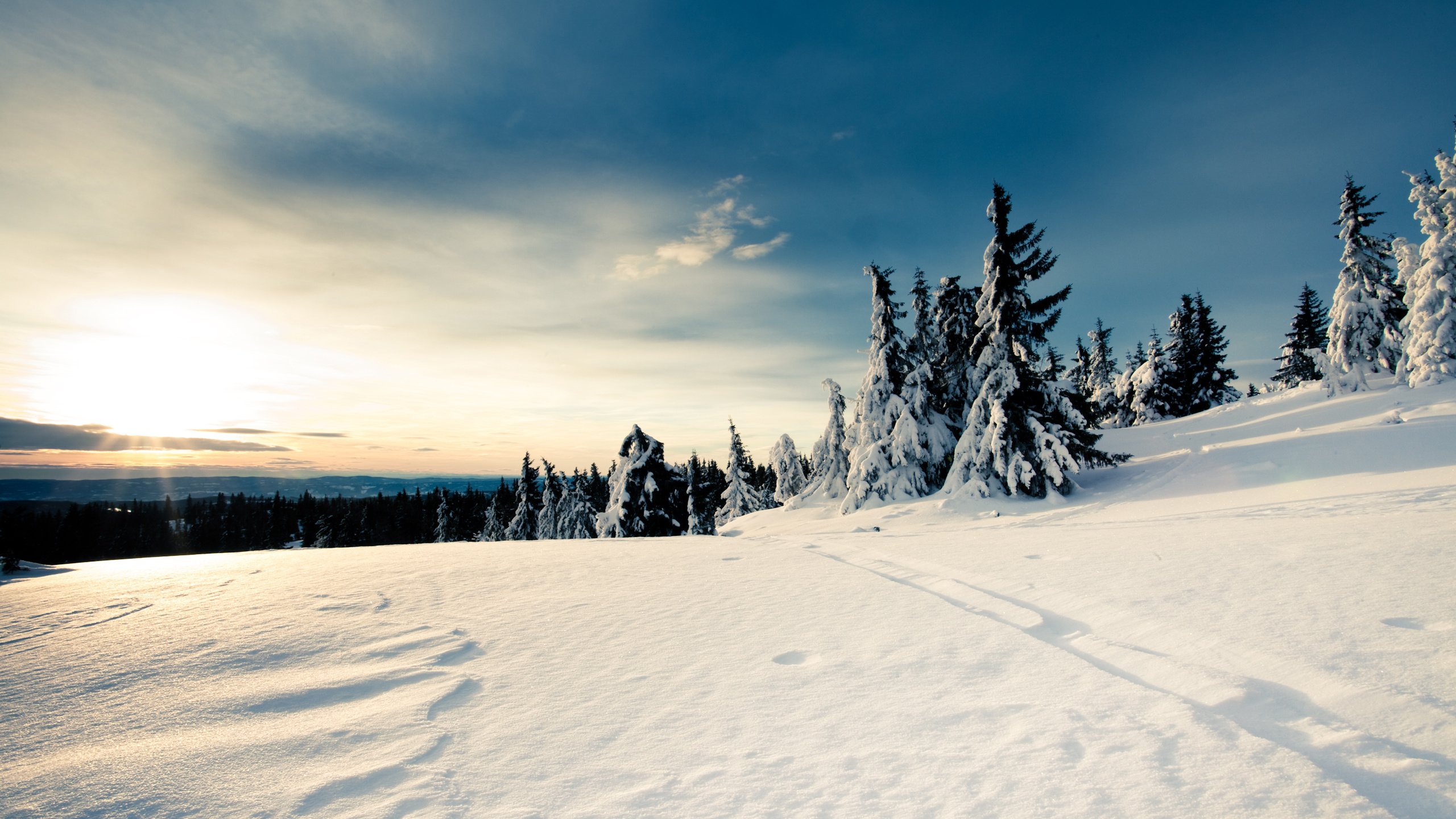 Обои небо, снег, лес, зима, the sky, snow, forest, winter разрешение 2560x1600 Загрузить