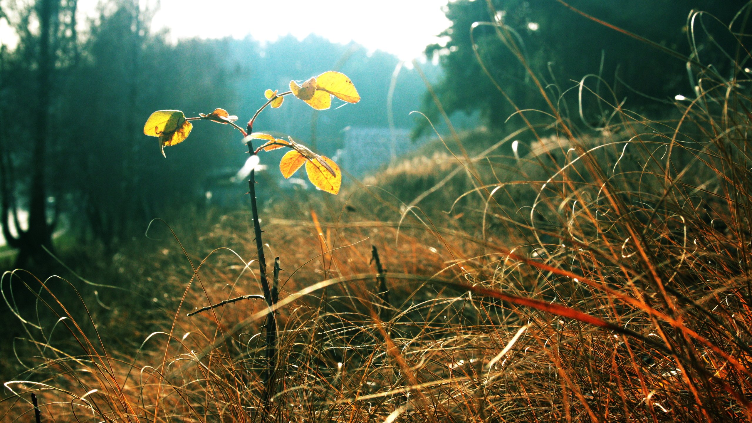 Обои трава, листья, осень, grass, leaves, autumn разрешение 3888x2592 Загрузить