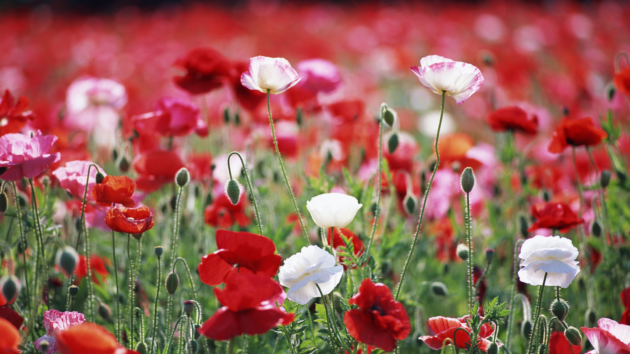 Обои цветы, растения, макро, поле, красные, маки, белые, flowers, plants, macro, field, red, maki, white разрешение 2950x2094 Загрузить