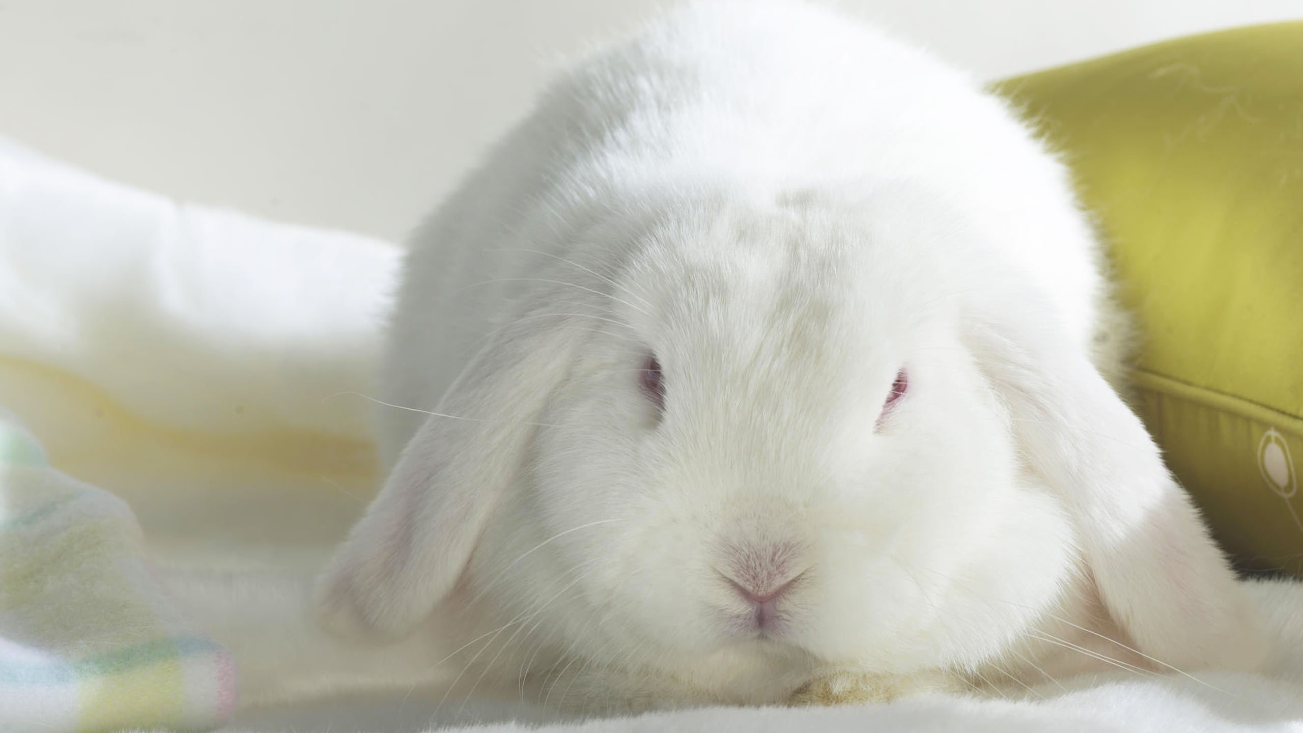 Обои белый, кролик, длинноухий, white, rabbit, long-eared разрешение 2560x1600 Загрузить