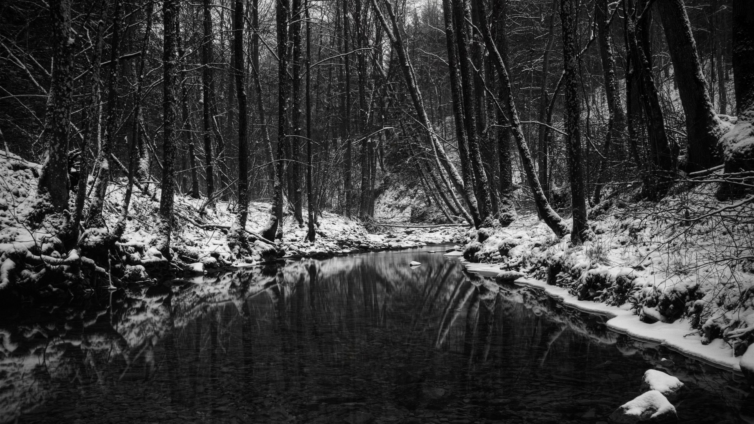 Обои лес, зима, чёрно-белое, водоем, чёрно-бело, forest, winter, black and white, pond разрешение 2560x1600 Загрузить