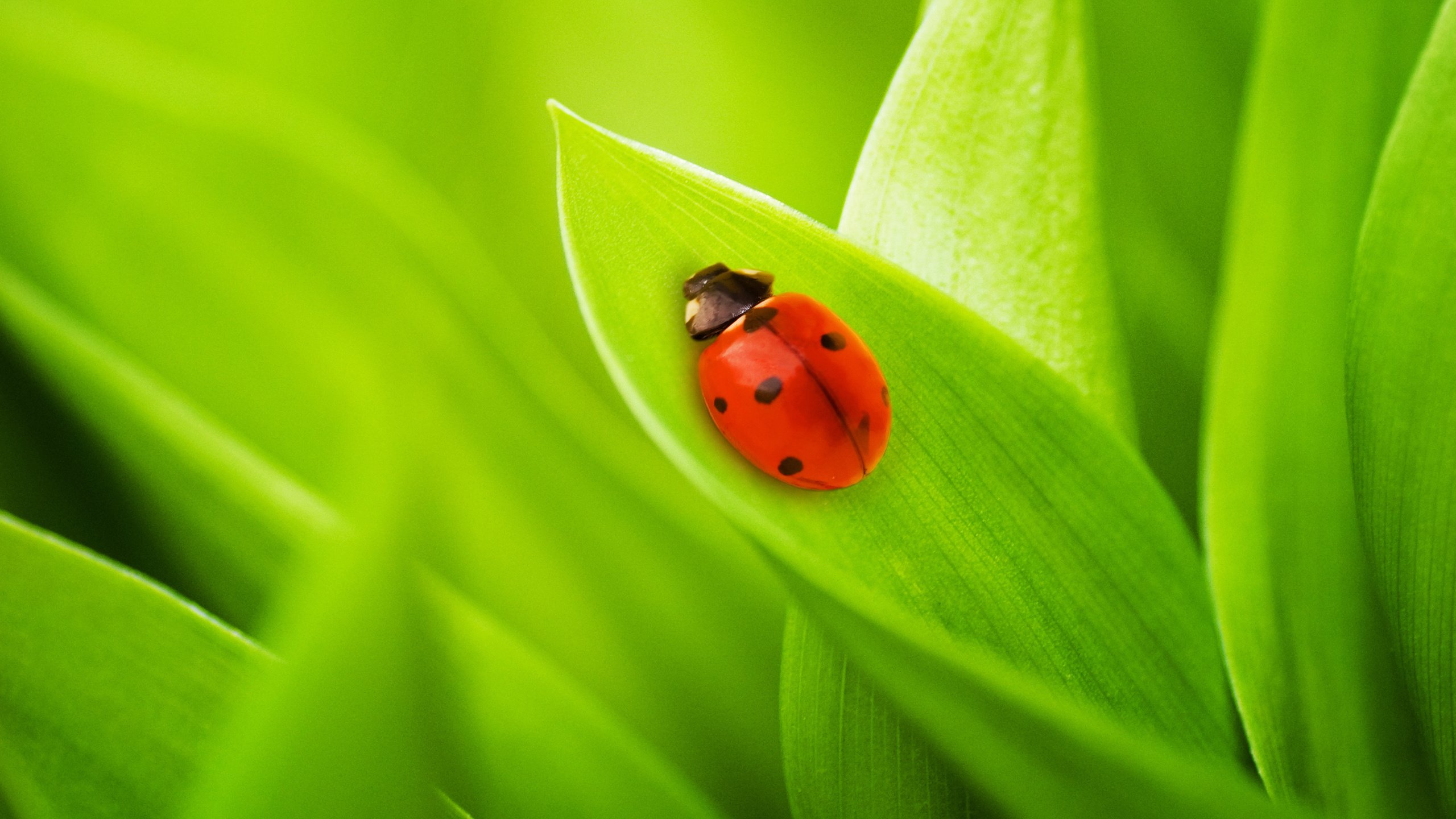 Обои трава, на природе, природа, листья, фото, божья коровка, макро обои, жуки, green macro, grass, nature, leaves, photo, ladybug, macro wallpaper, bugs, green grass разрешение 2592x1645 Загрузить