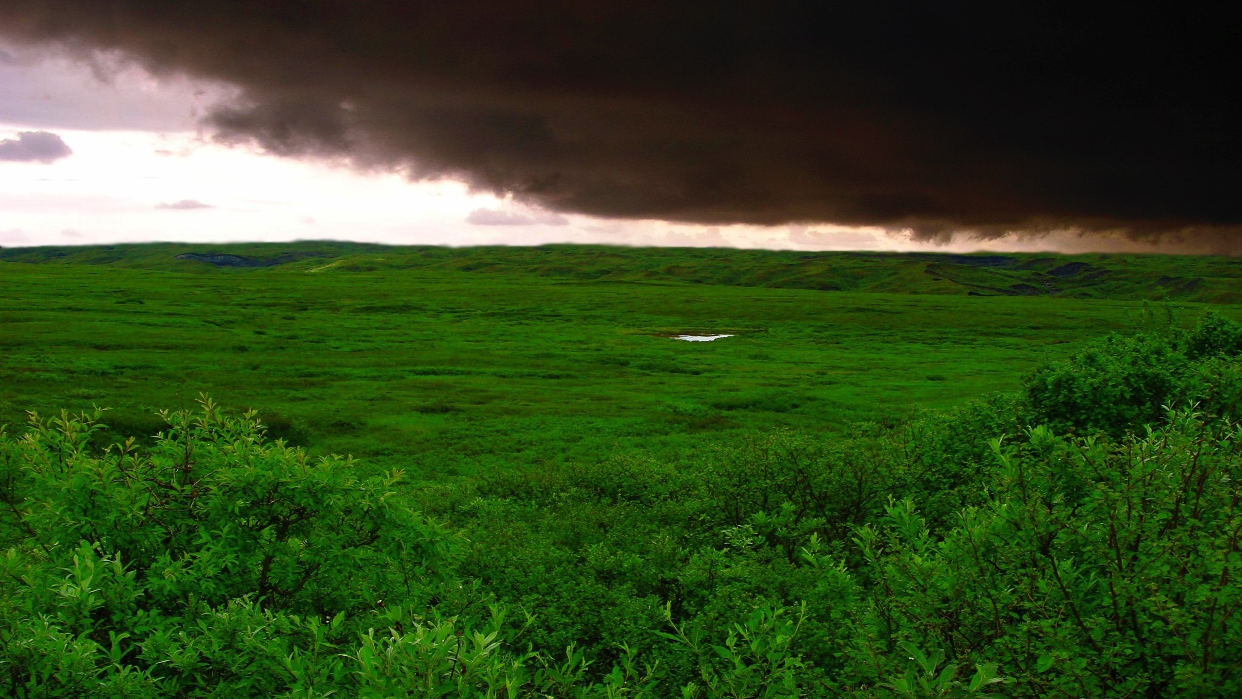 Обои трава, облака, буря, зелёный, поле, grass, clouds, storm, green, field разрешение 2732x1536 Загрузить