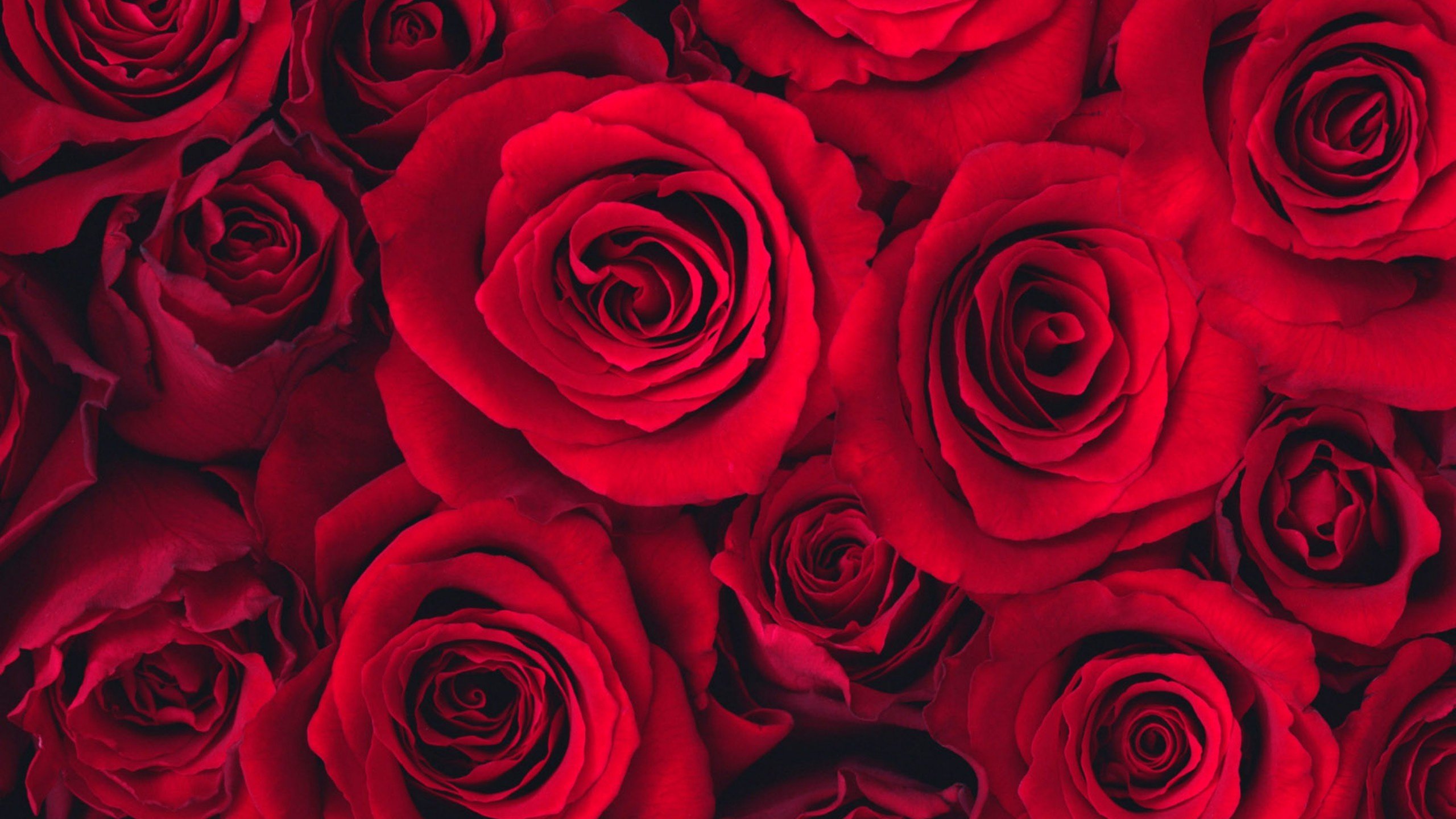 Обои розы, бутон, roses, bud разрешение 2560x1600 Загрузить