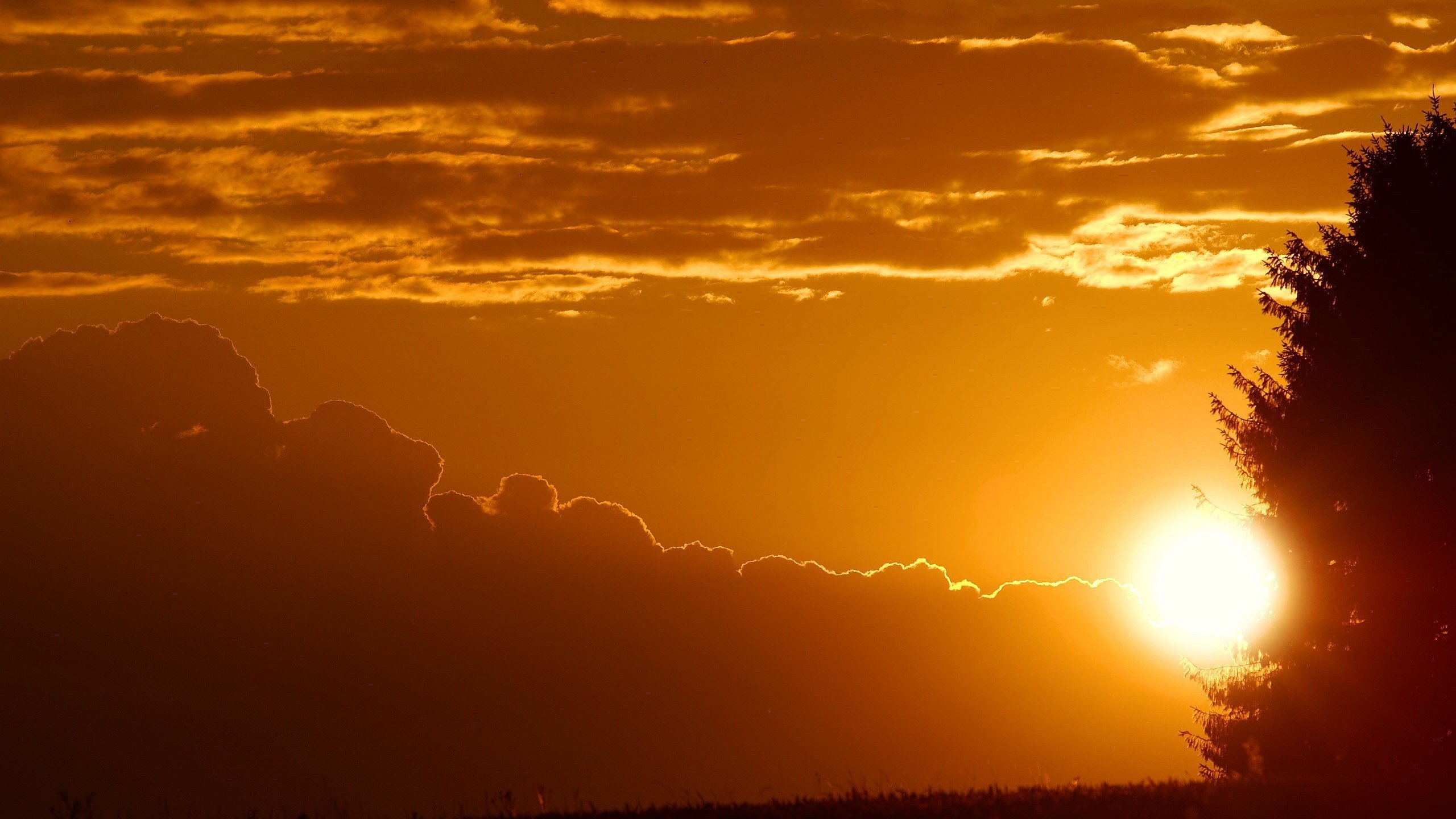 Обои небо, облака, деревья, закат, the sky, clouds, trees, sunset разрешение 2560x1600 Загрузить