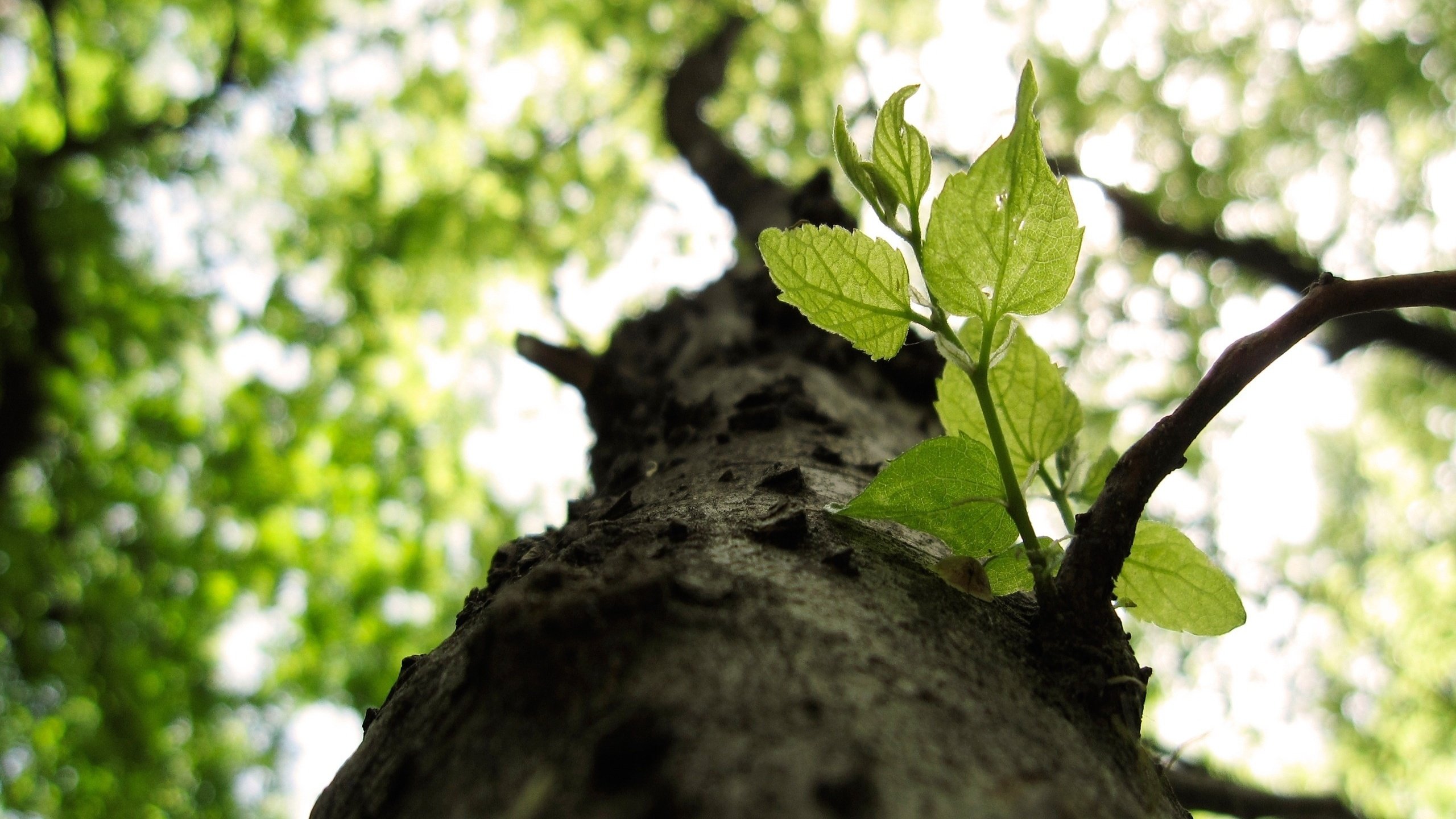 Обои природа, дерево, листья, макро, ветки, nature, tree, leaves, macro, branches разрешение 2560x1576 Загрузить