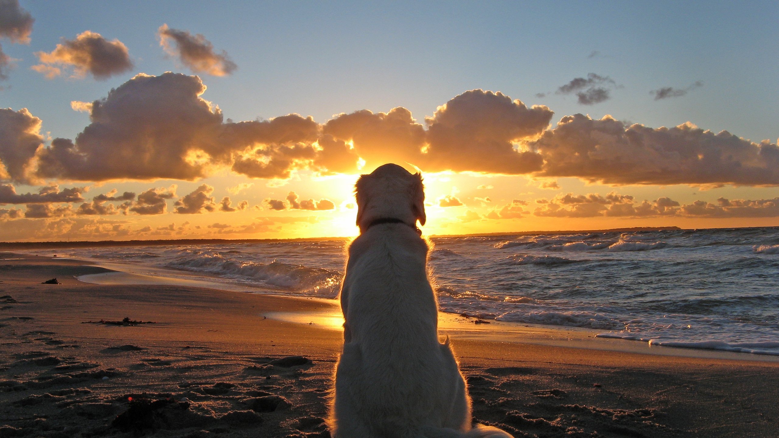 Обои закат, море, пляж, собака, cобака, sunset, sea, beach, dog разрешение 2744x2082 Загрузить
