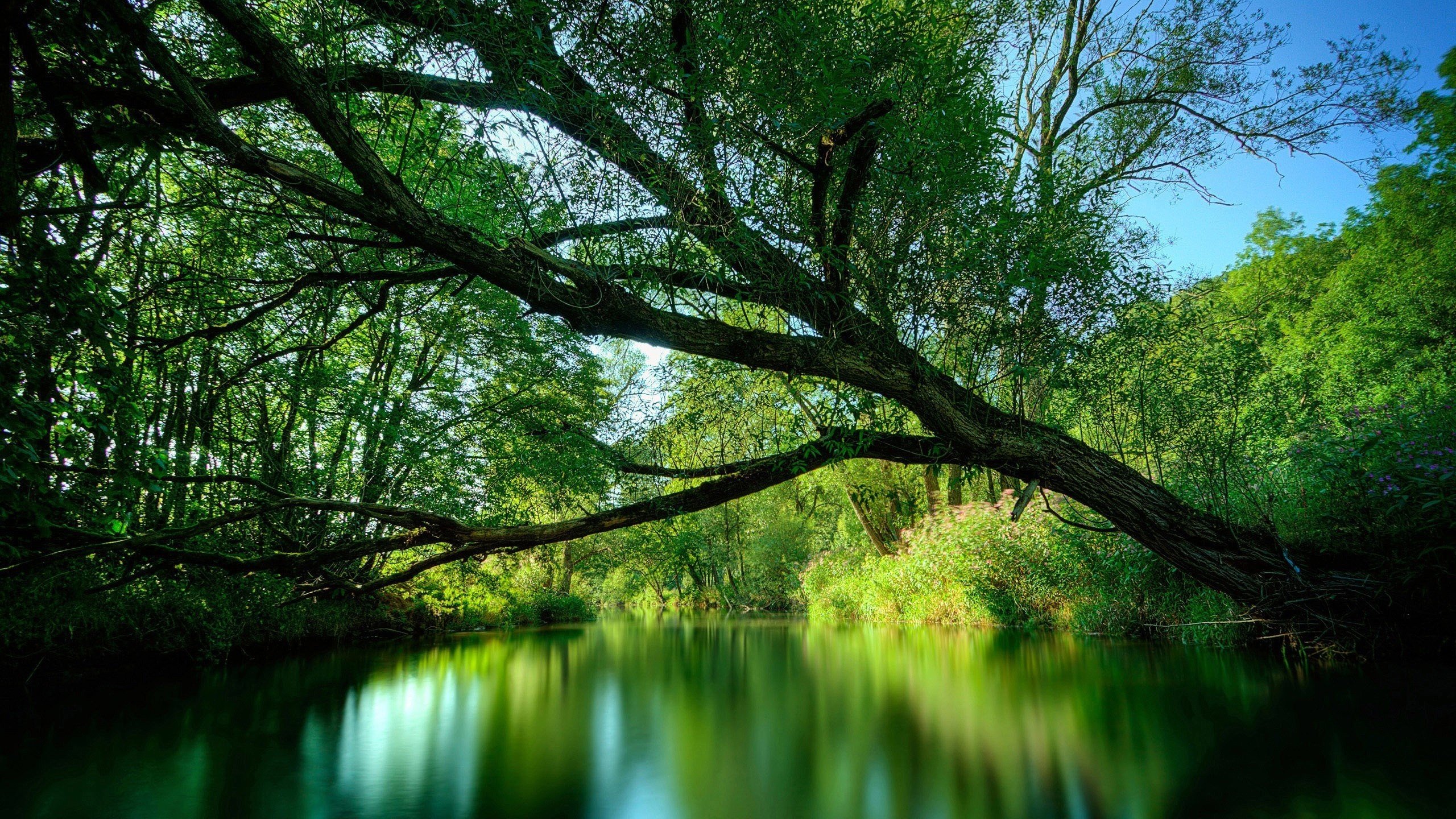 Обои река, дерево, растения, river, tree, plants разрешение 2560x1600 Загрузить