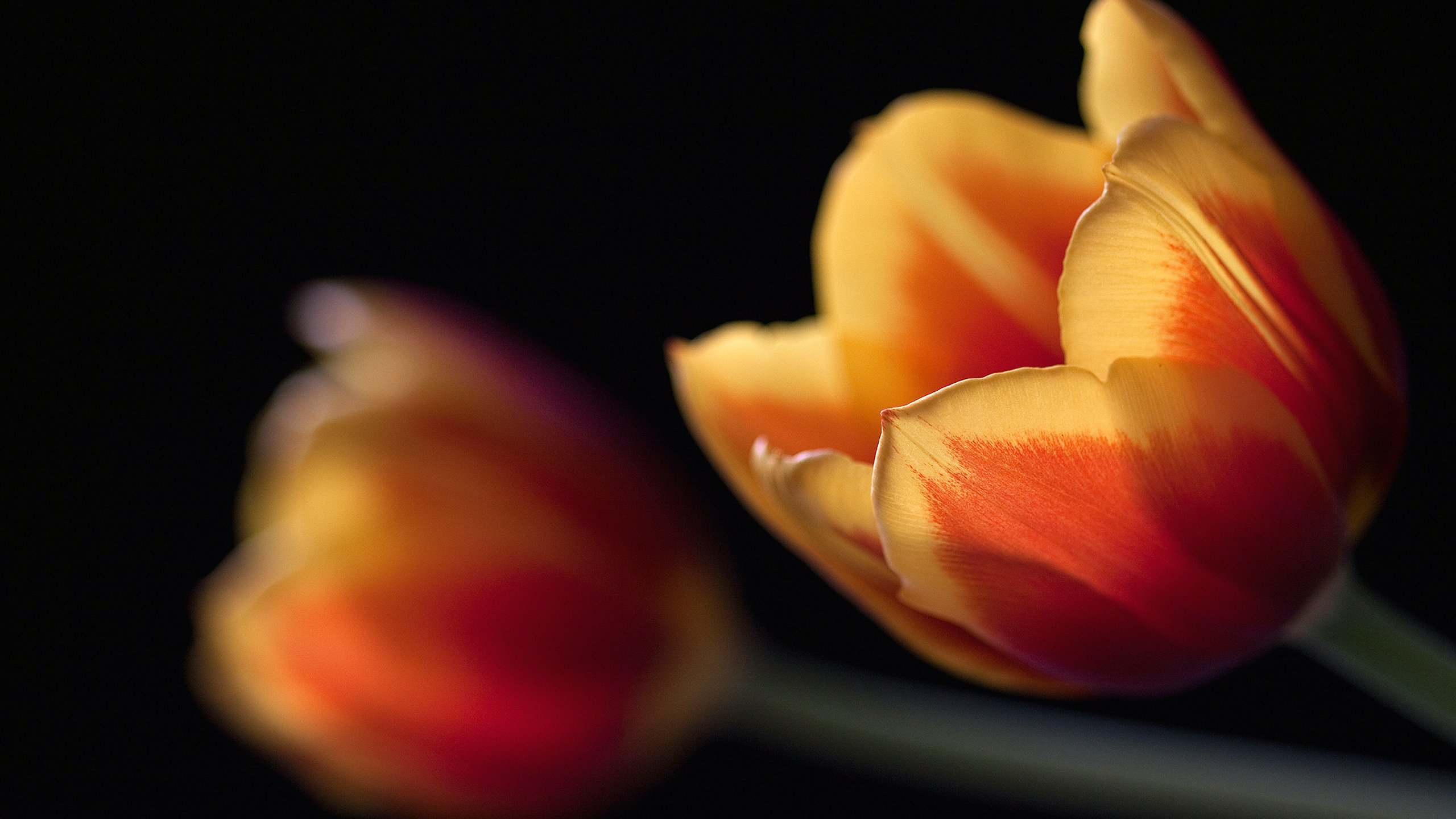 Обои макро, черный, тюльпаны, macro, black, tulips разрешение 2560x1600 Загрузить