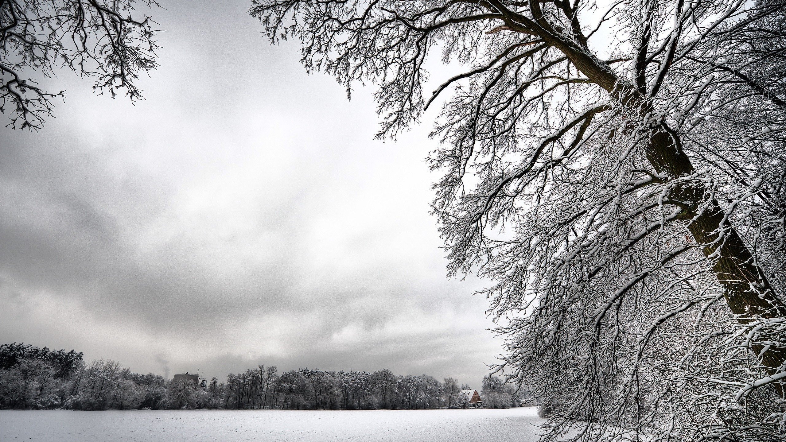 Обои деревья, снег, зима, белый, trees, snow, winter, white разрешение 2560x1600 Загрузить
