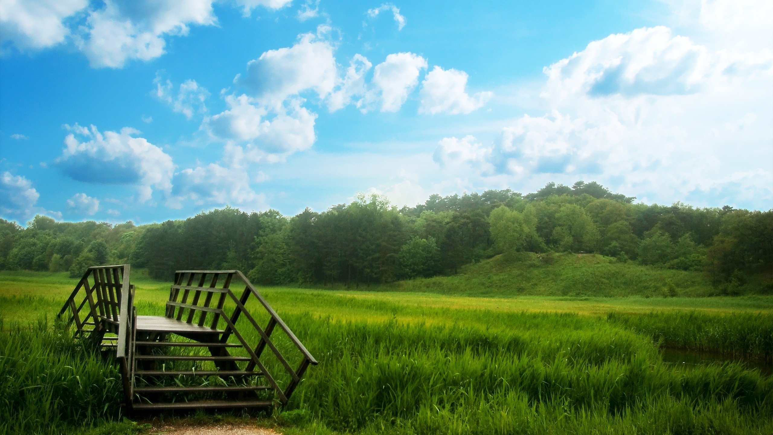 Обои трава, деревья, лес, мост, луг, grass, trees, forest, bridge, meadow разрешение 2560x1600 Загрузить