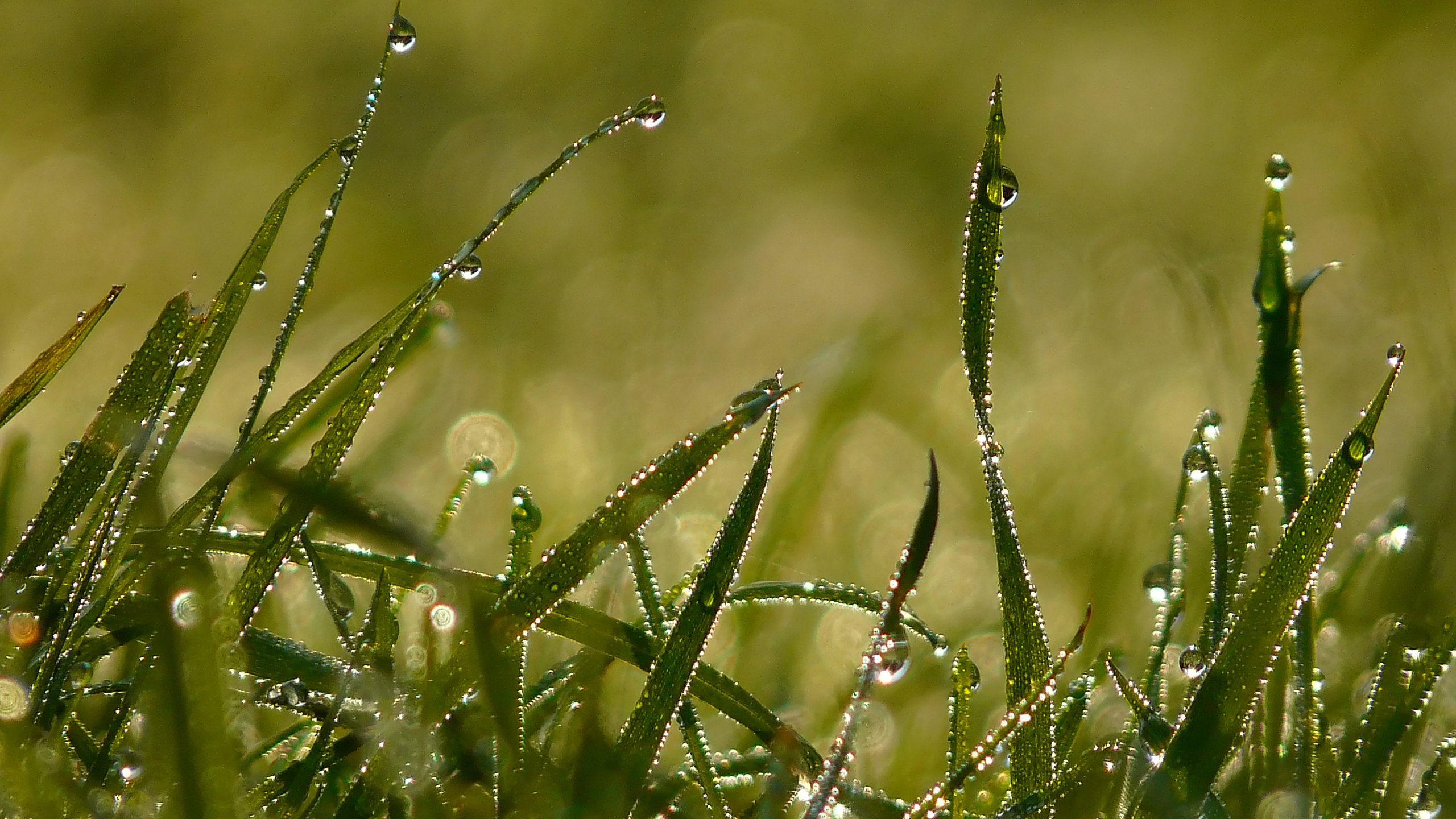 Обои свет, трава, утро, роса, капли, лето, light, grass, morning, rosa, drops, summer разрешение 2560x1920 Загрузить