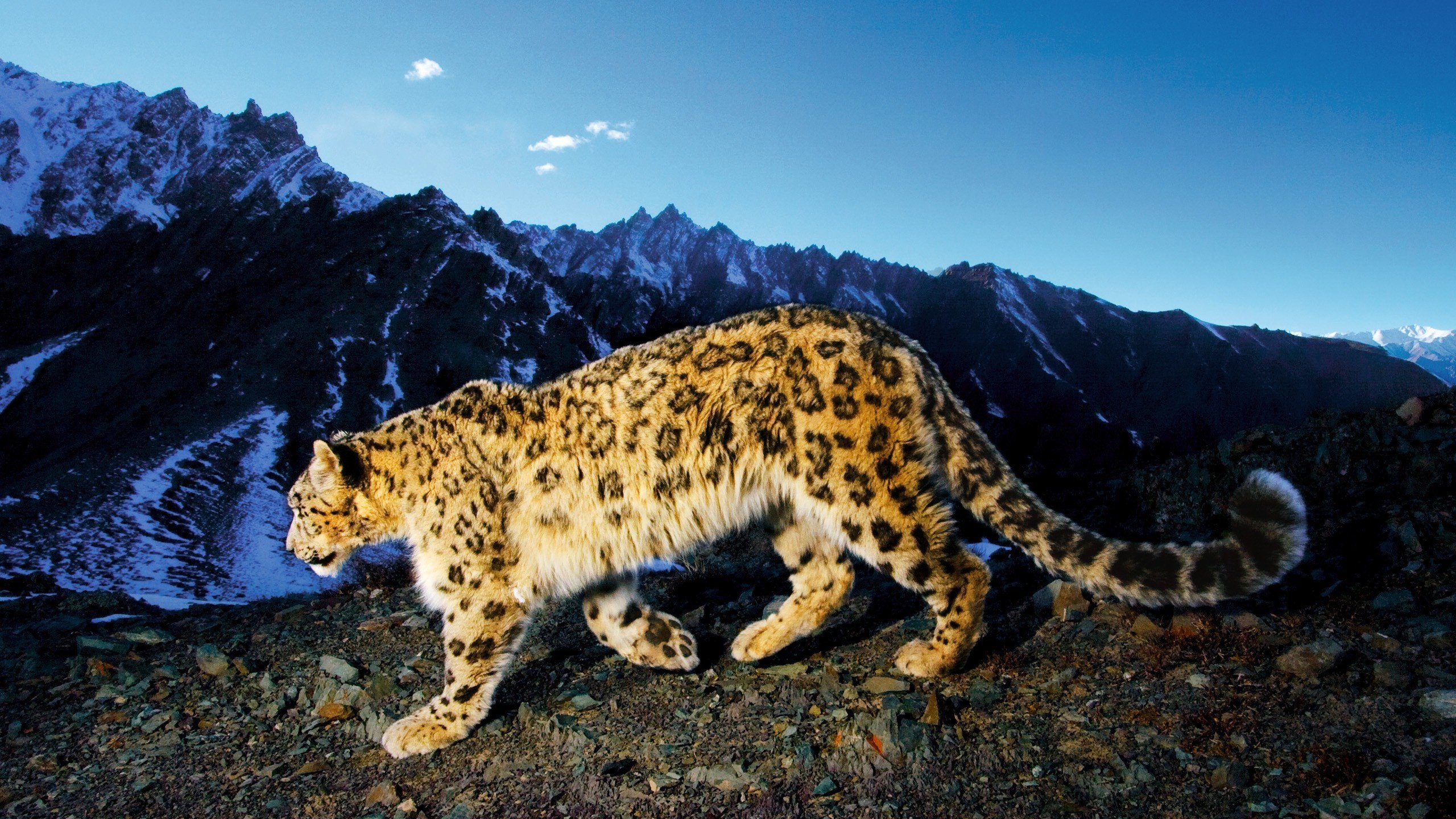 Обои горы, снежный барс, ирбис, mountains, snow leopard, irbis разрешение 2560x1600 Загрузить