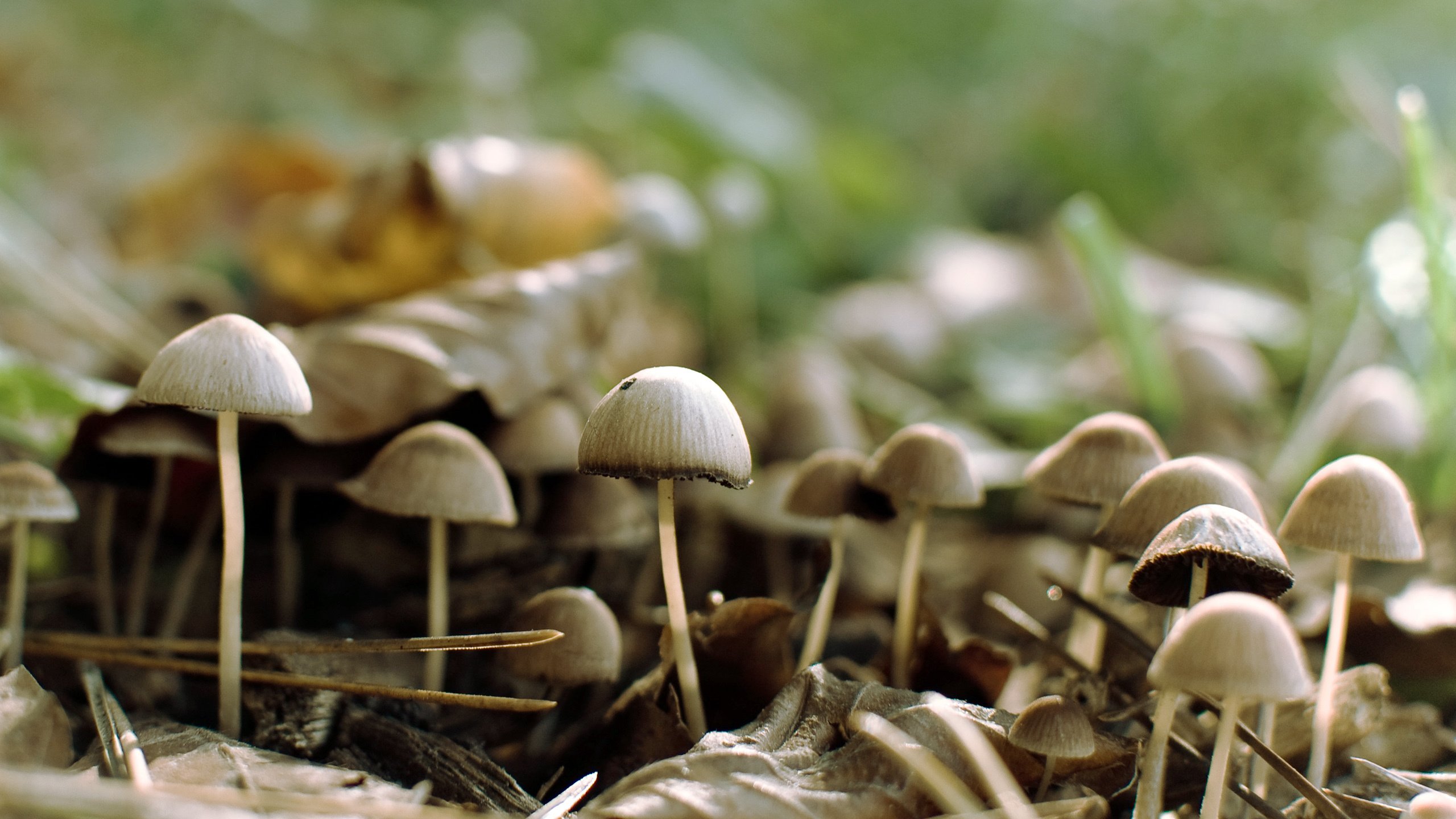 Обои лес, грибы, forest, mushrooms разрешение 2560x1600 Загрузить