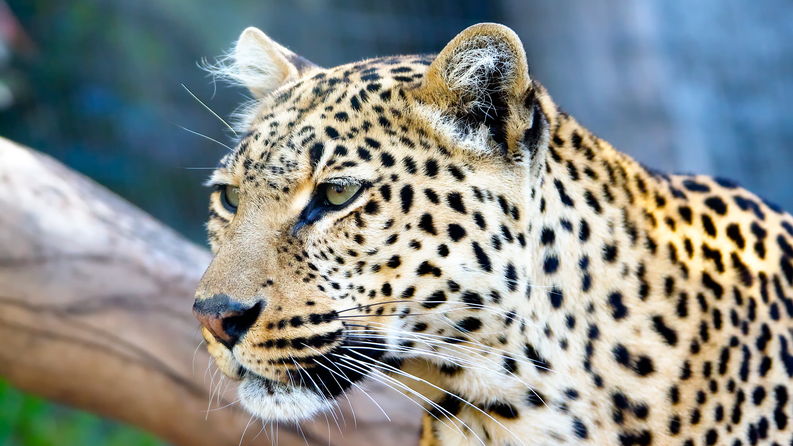 Обои дерево, усы, кошка, взгляд, леопард, хищник, tree, mustache, cat, look, leopard, predator разрешение 2560x1600 Загрузить