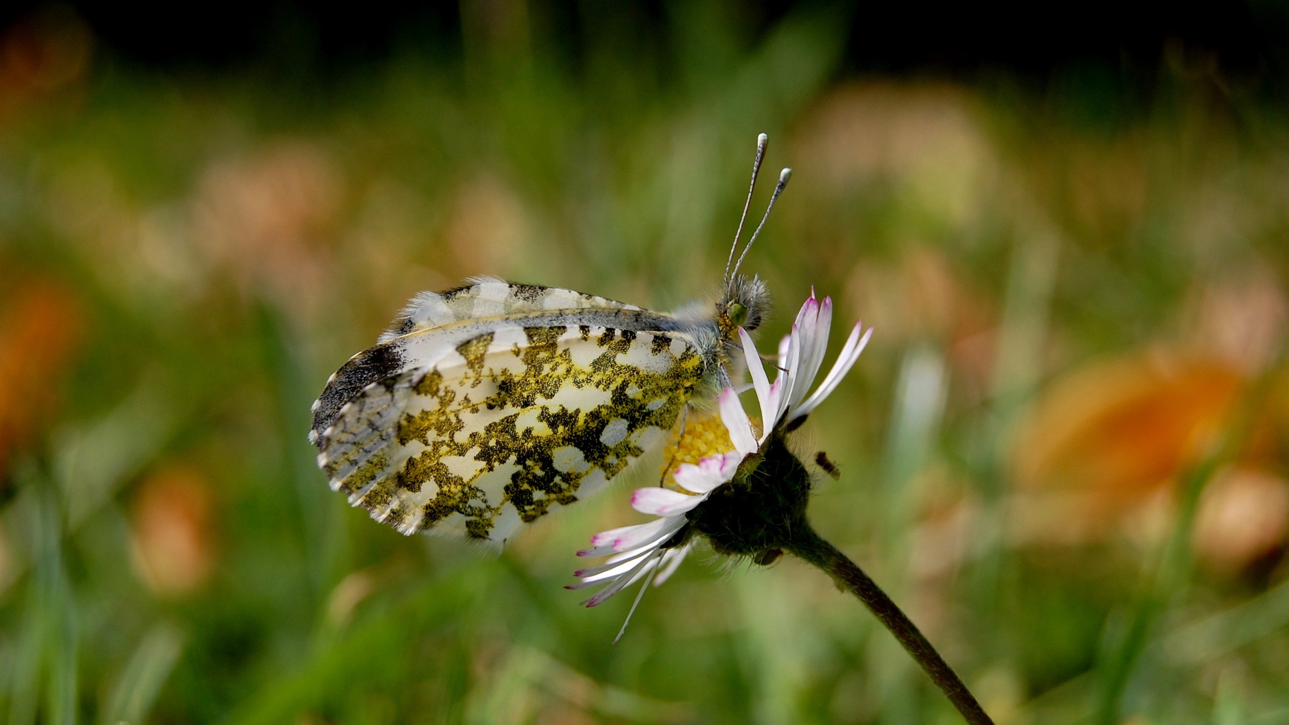 Обои лето, бабочка, маргаритка, summer, butterfly, daisy разрешение 2560x1600 Загрузить