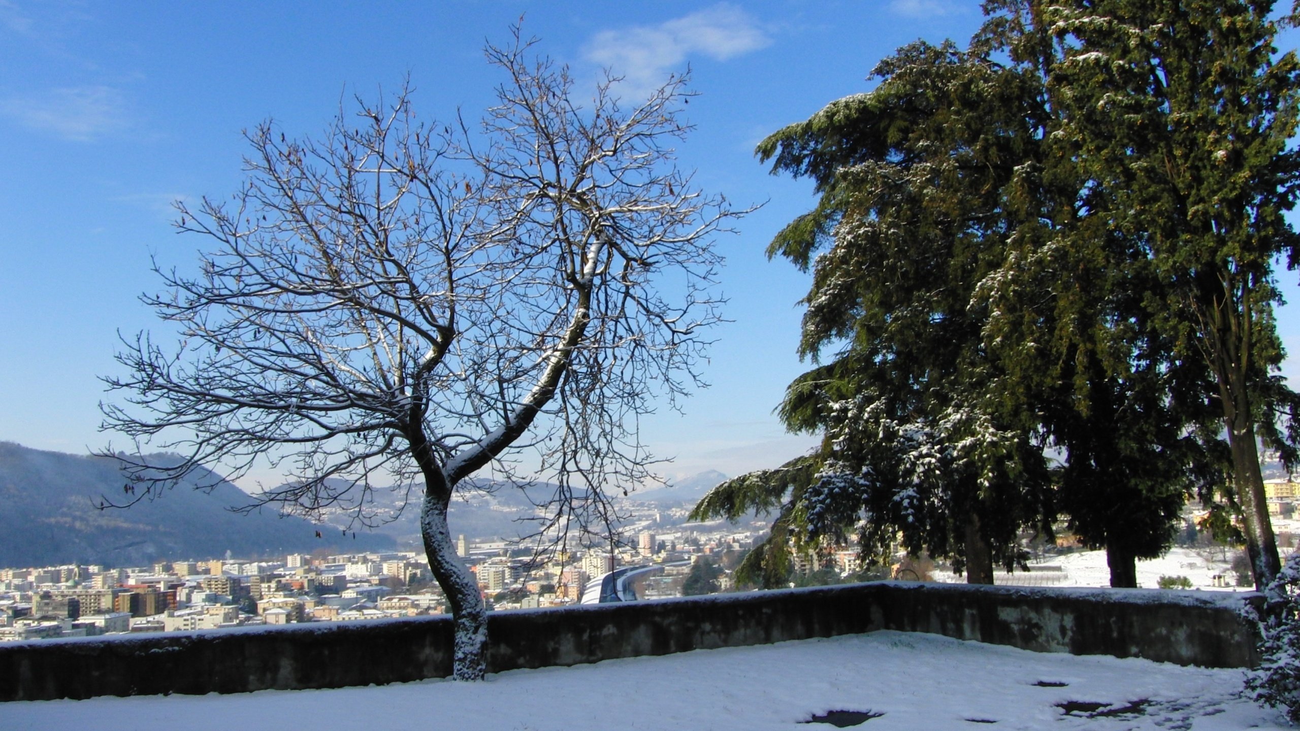 Обои снег, дерево, зима, snow, tree, winter разрешение 2560x1600 Загрузить