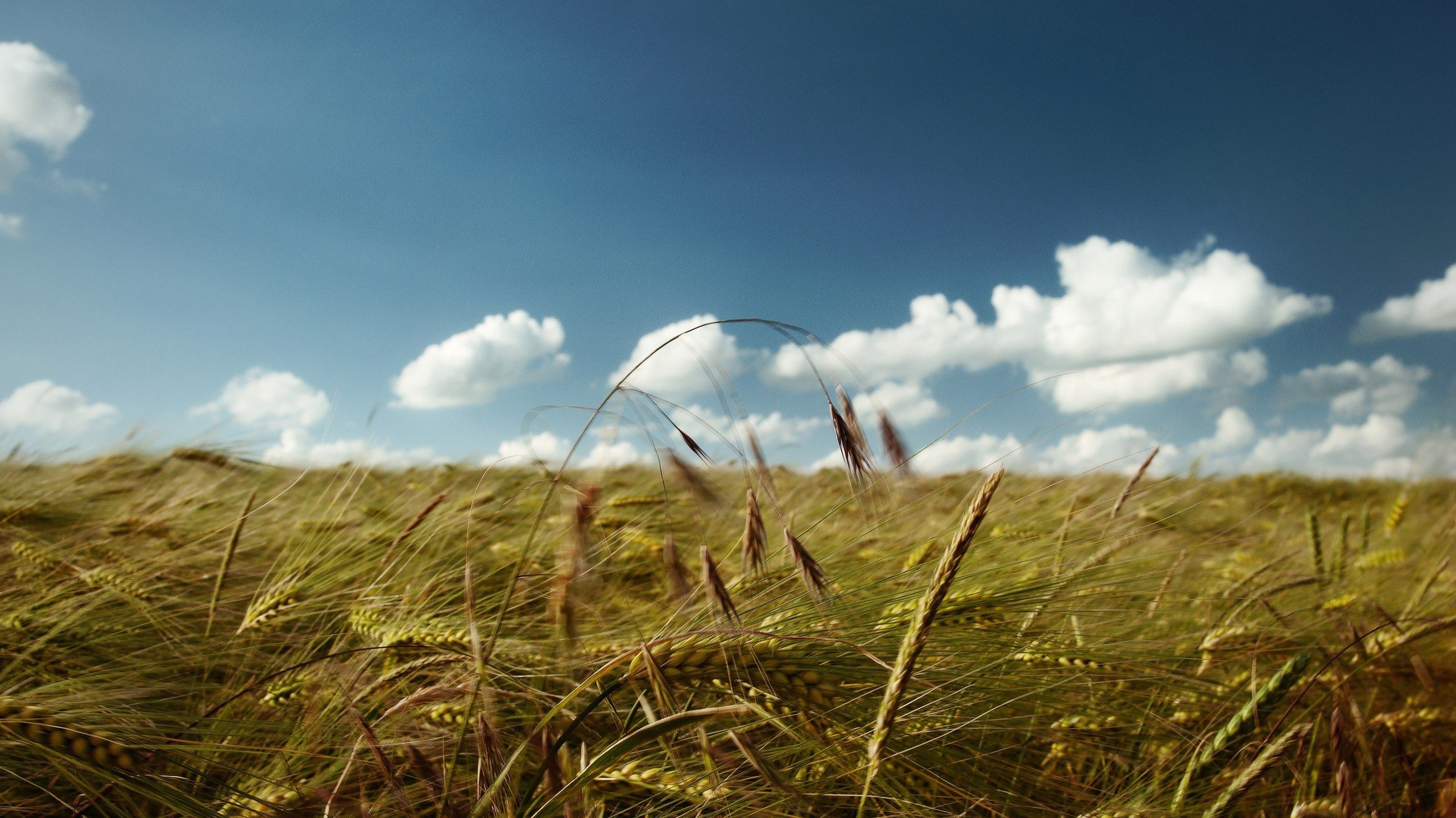 Обои небо, облака, поле, колосья, пшеница, the sky, clouds, field, ears, wheat разрешение 2560x1600 Загрузить