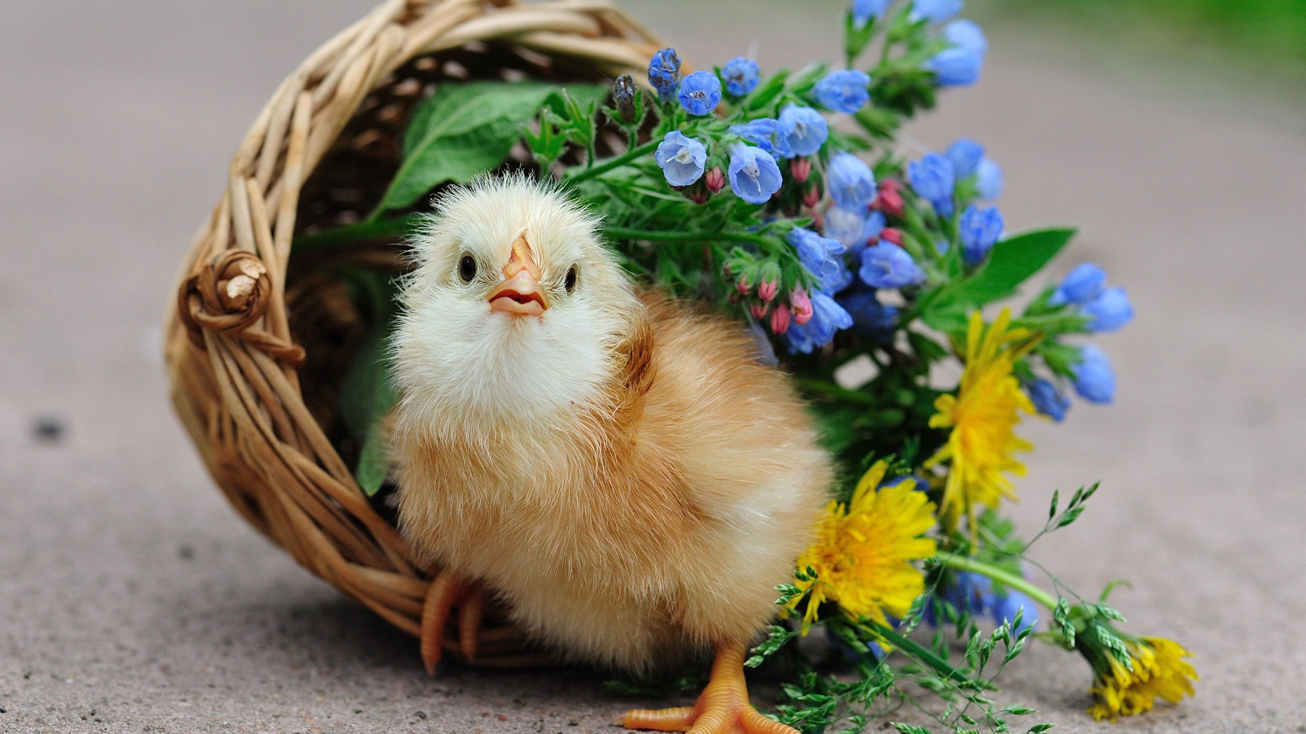 Обои цветы, птенец, корзина, цыплёнок, курица, петух, птенчик, flowers, chick, basket, chicken, cock разрешение 2560x1600 Загрузить