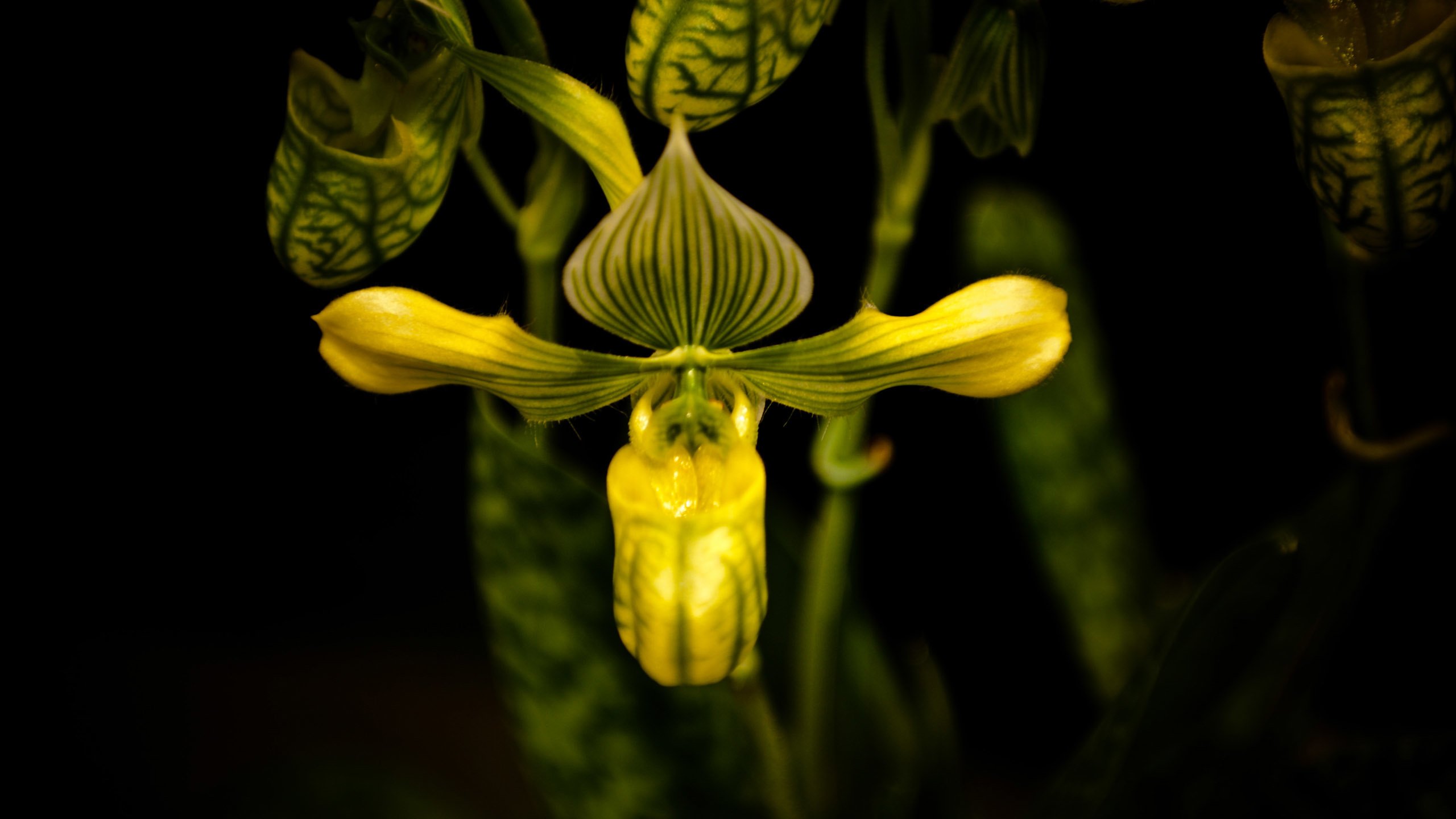 Обои цветок, черный фон, орхидея, пафиопедилум, flower, black background, orchid, paphiopedilum разрешение 2560x1600 Загрузить