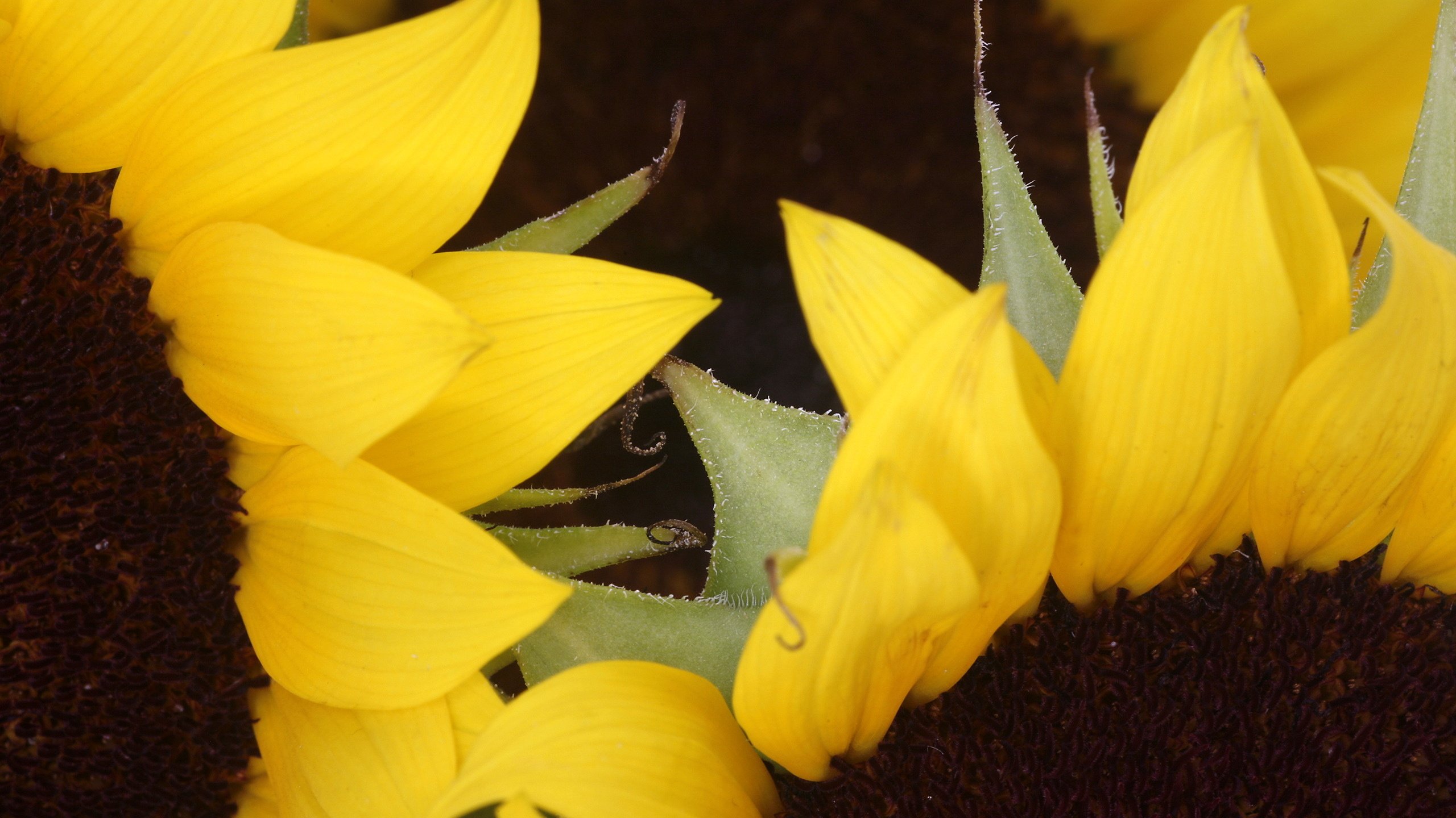 Обои цветы, макро, лето, лепестки, подсолнух, подсолнухи, желтые, flowers, macro, summer, petals, sunflower, sunflowers, yellow разрешение 2560x1600 Загрузить