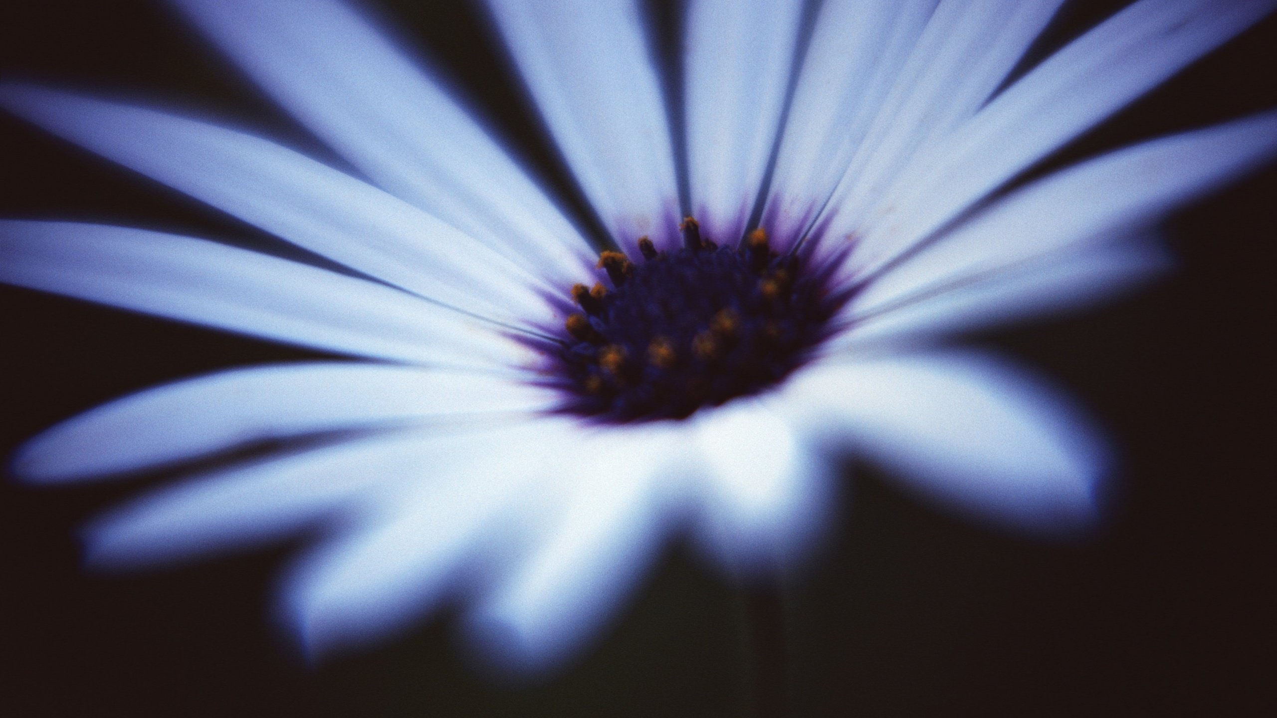 Обои цветок, лепестки, остеоспермум, африканская ромашка, flower, petals, osteospermum, african daisy разрешение 3000x1981 Загрузить