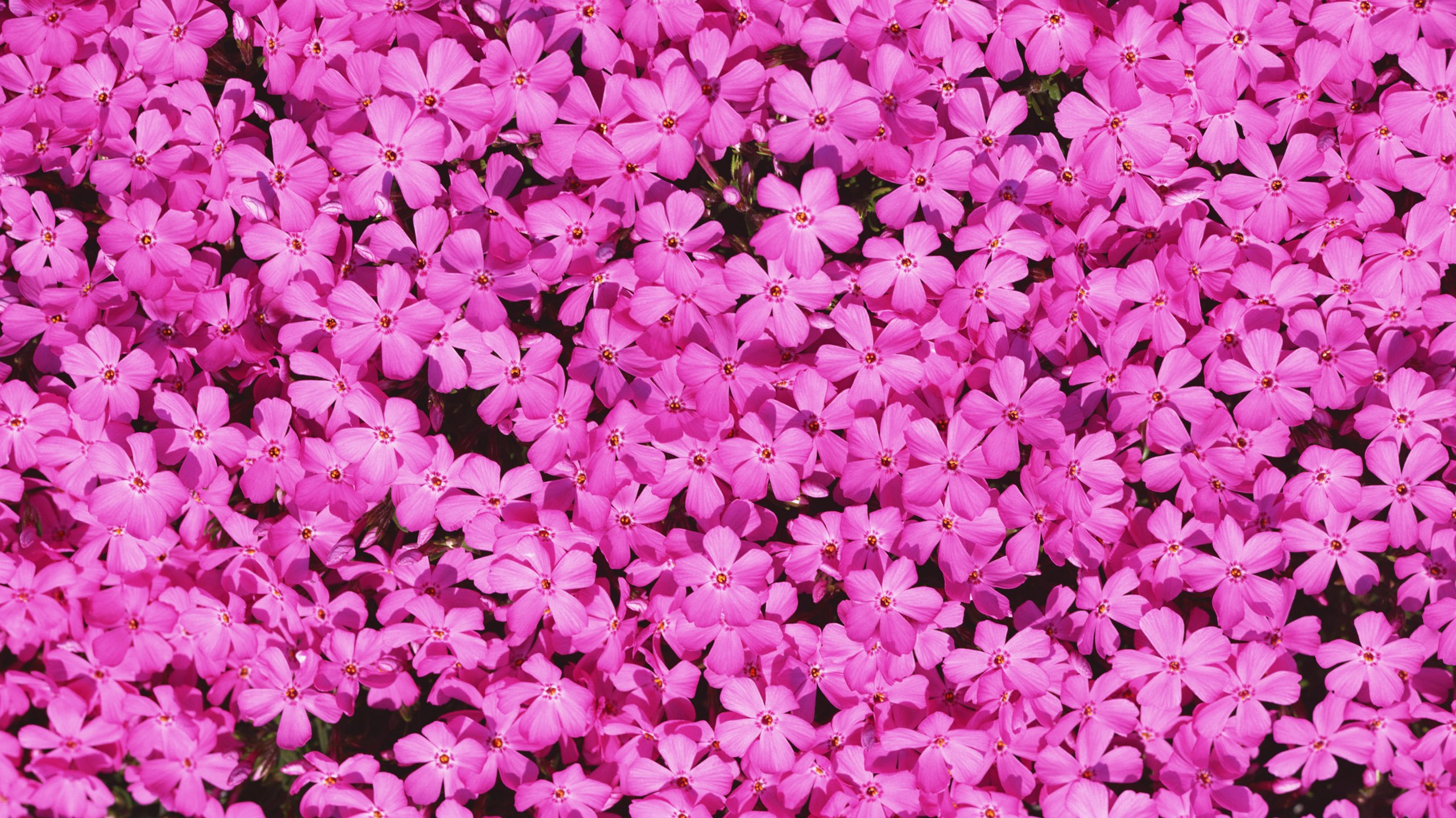 Обои цветы, лепестки, розовые, флоксы, flowers, petals, pink, phlox разрешение 2560x1920 Загрузить
