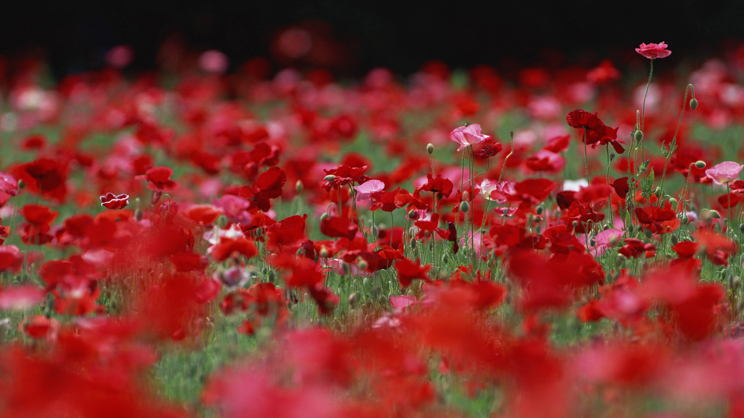 Обои цветы, бутоны, поле, лепестки, красные, маки, розовые, flowers, buds, field, petals, red, maki, pink разрешение 2560x1920 Загрузить