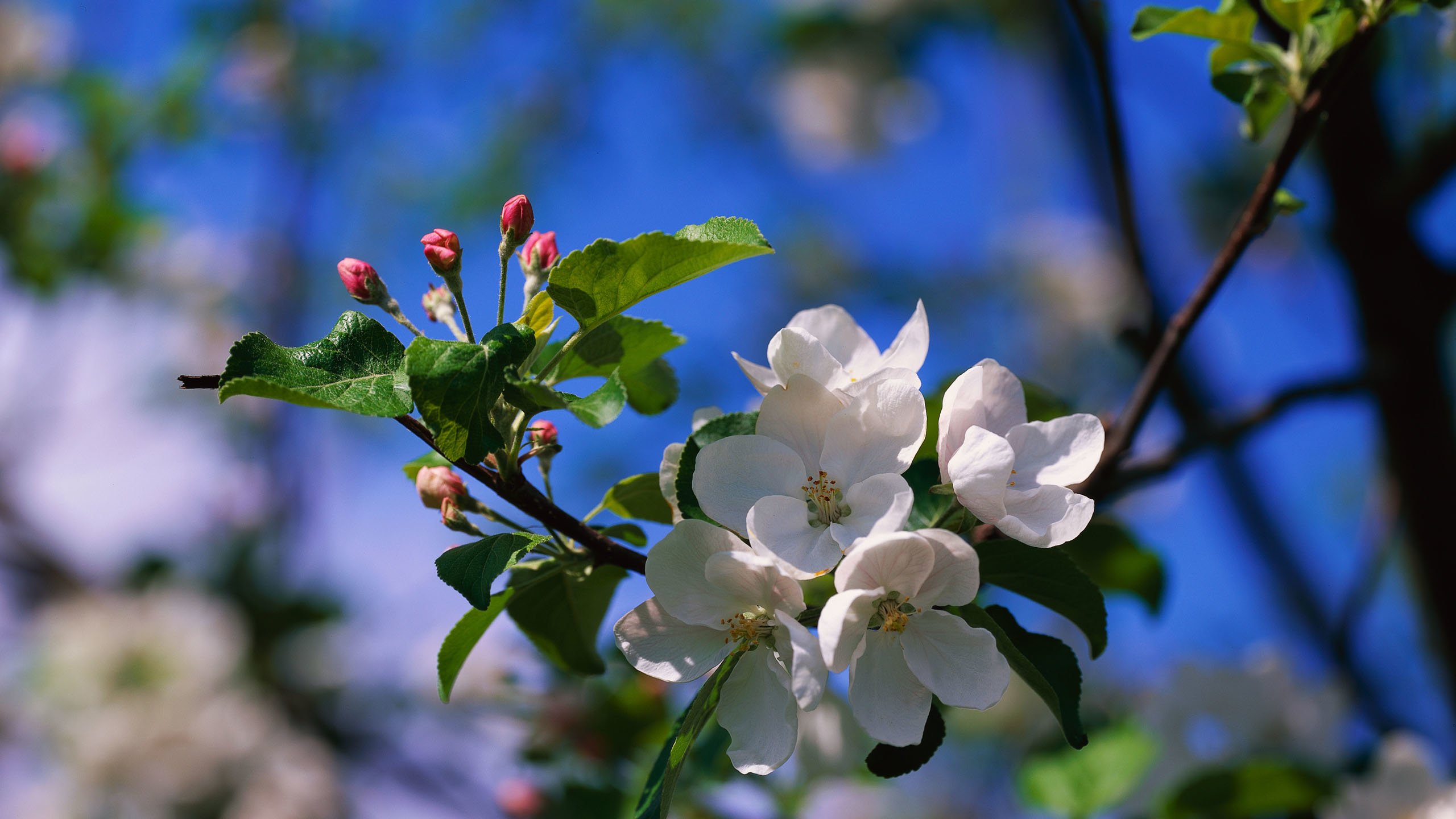 Обои цветы, ветка, природа, цветение, размытость, весна, яблоня, flowers, branch, nature, flowering, blur, spring, apple разрешение 2560x1920 Загрузить