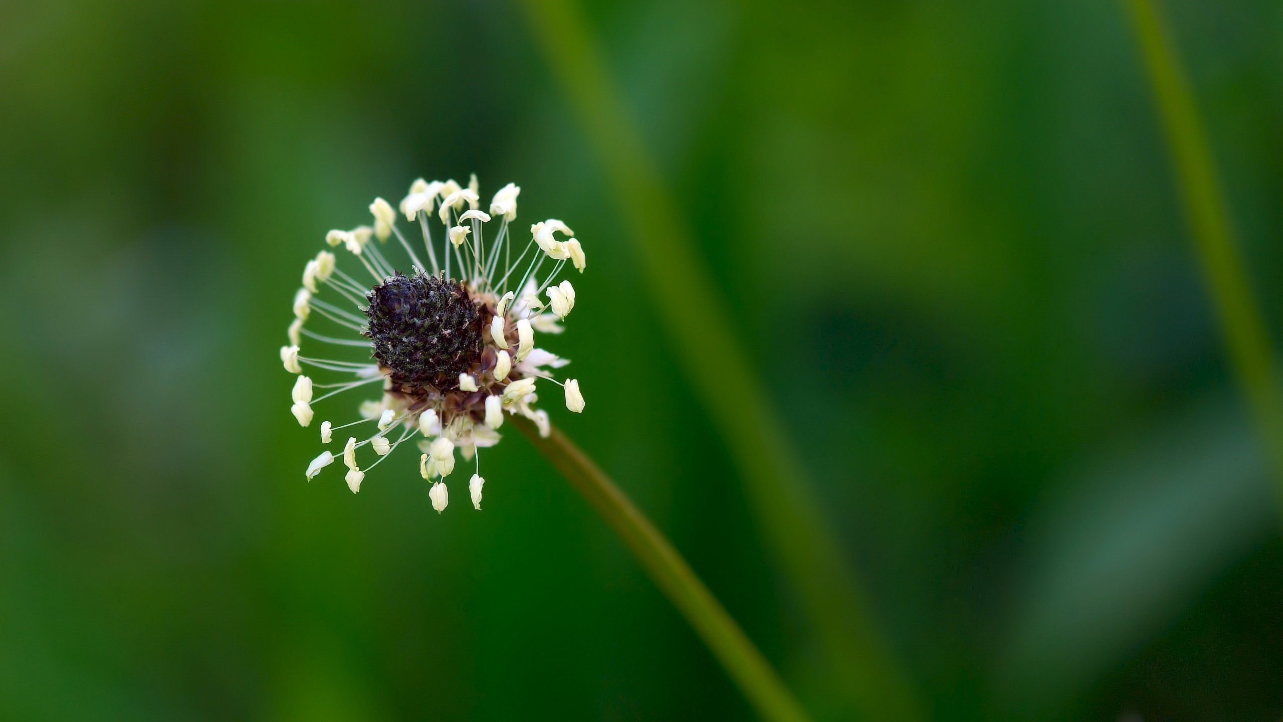 Обои природа, цветок, размытость, стебель, подорожник, nature, flower, blur, stem, plantain разрешение 2560x1600 Загрузить