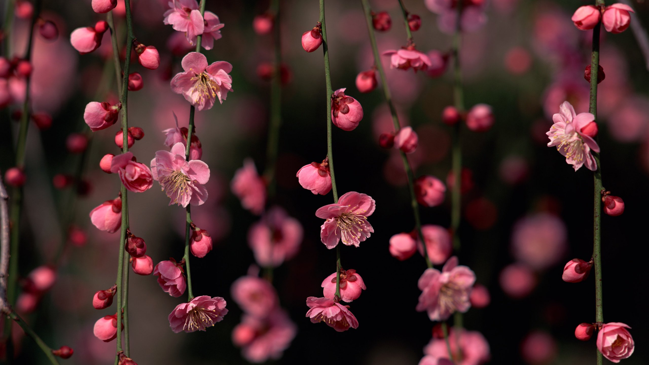 Обои цветы, цветение, бутоны, ветки, весна, сакура, flowers, flowering, buds, branches, spring, sakura разрешение 2560x1600 Загрузить