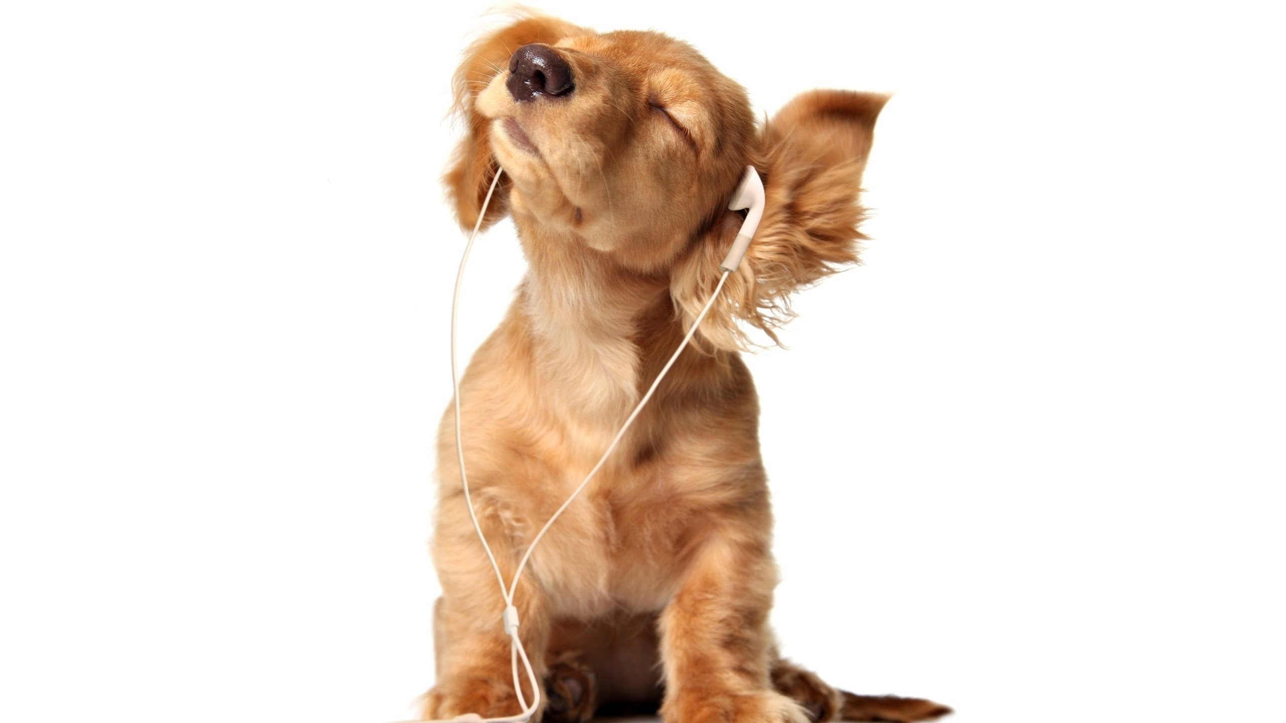 Обои наушники, щенок, слушает, собачка, headphones, puppy, listening, dog разрешение 2560x1600 Загрузить