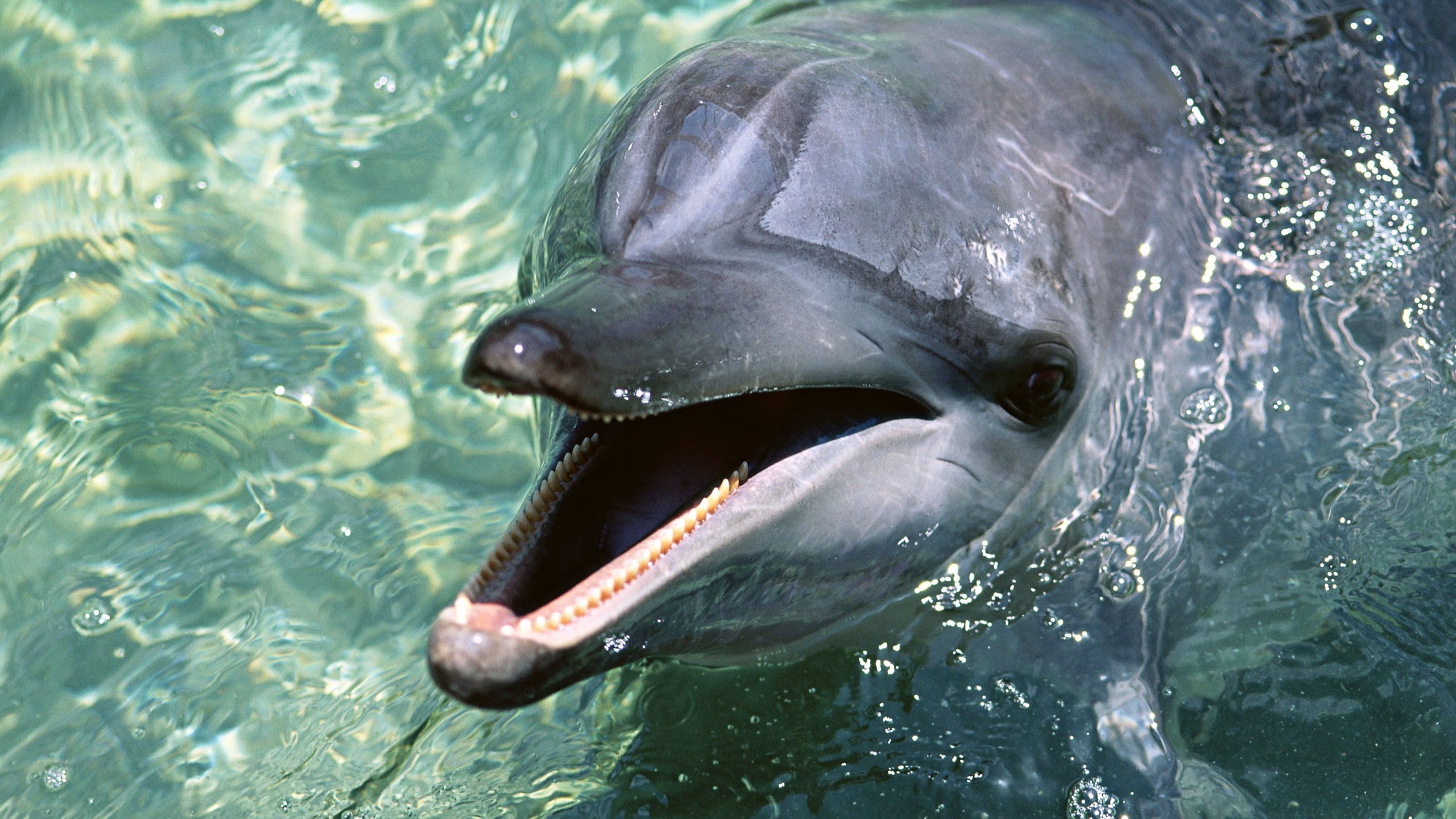 Обои вода, обои, дельфин, water, wallpaper, dolphin разрешение 2950x2094 Загрузить