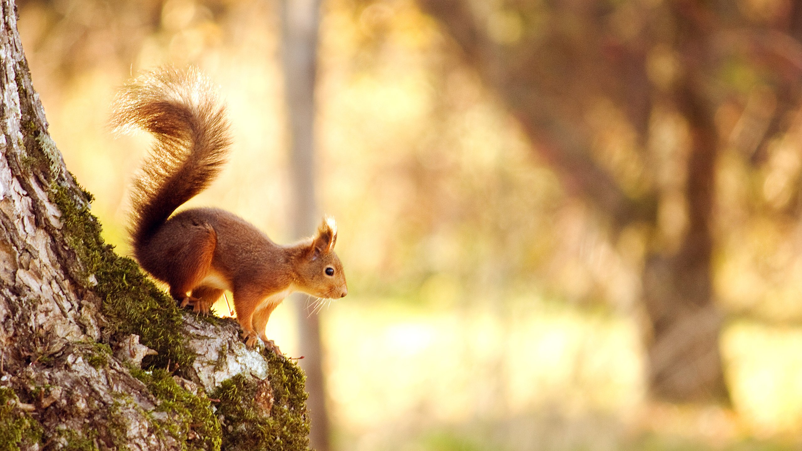 Обои свет, природа, дерево, лес, белка, боке, белочка,     дерево, light, nature, tree, forest, protein, bokeh, squirrel разрешение 2560x1600 Загрузить