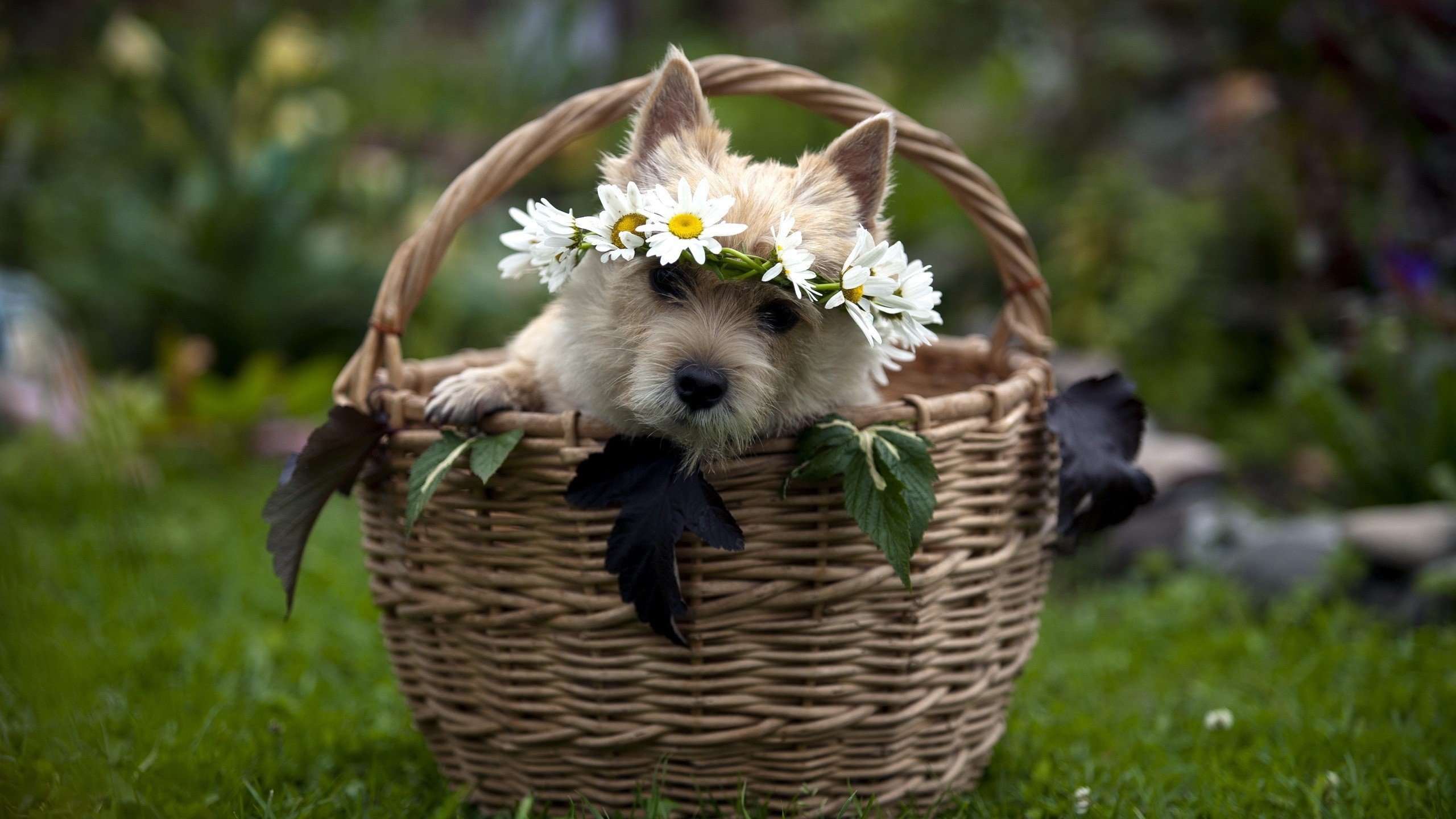 Обои морда, цветы, трава, собака, корзина, венок, щенок в корзинке, face, flowers, grass, dog, basket, wreath, puppy in a basket разрешение 2560x1600 Загрузить