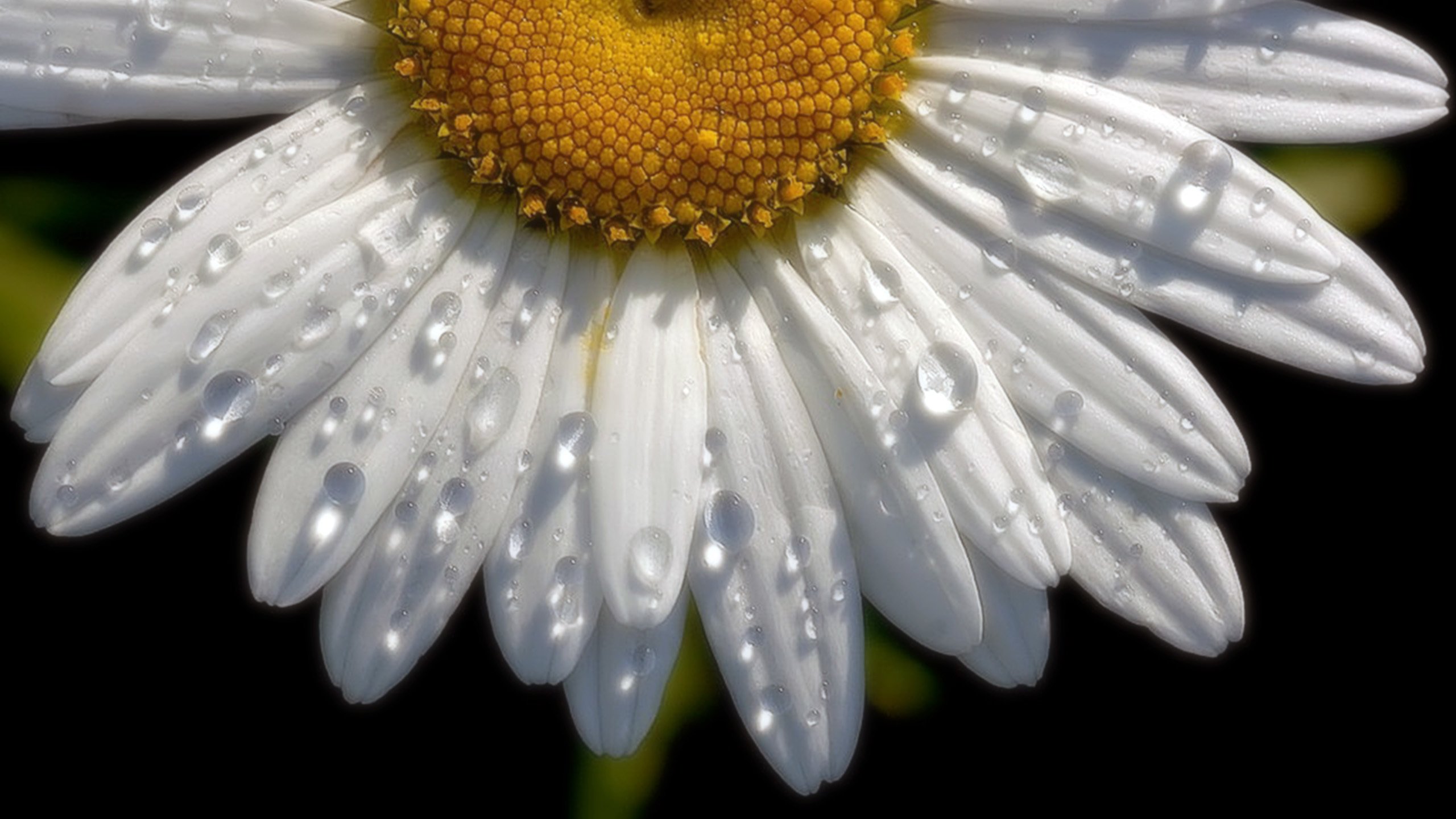 Обои цветок, капли, ромашка, половина, flower, drops, daisy, half разрешение 2560x1600 Загрузить