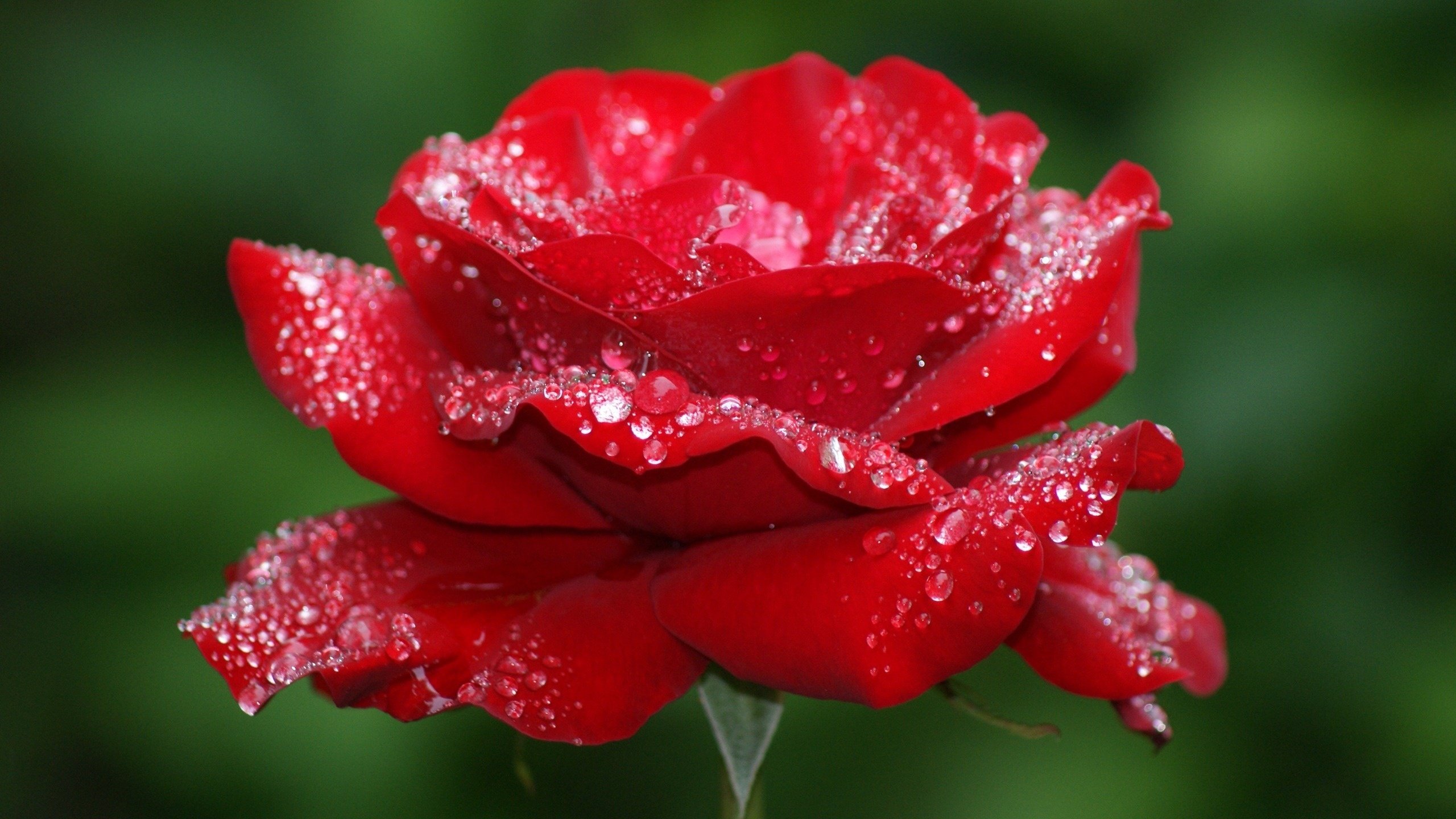 Обои макро, цветок, роса, капли, роза, лепестки, красная, бутон, macro, flower, rosa, drops, rose, petals, red, bud разрешение 2560x1600 Загрузить