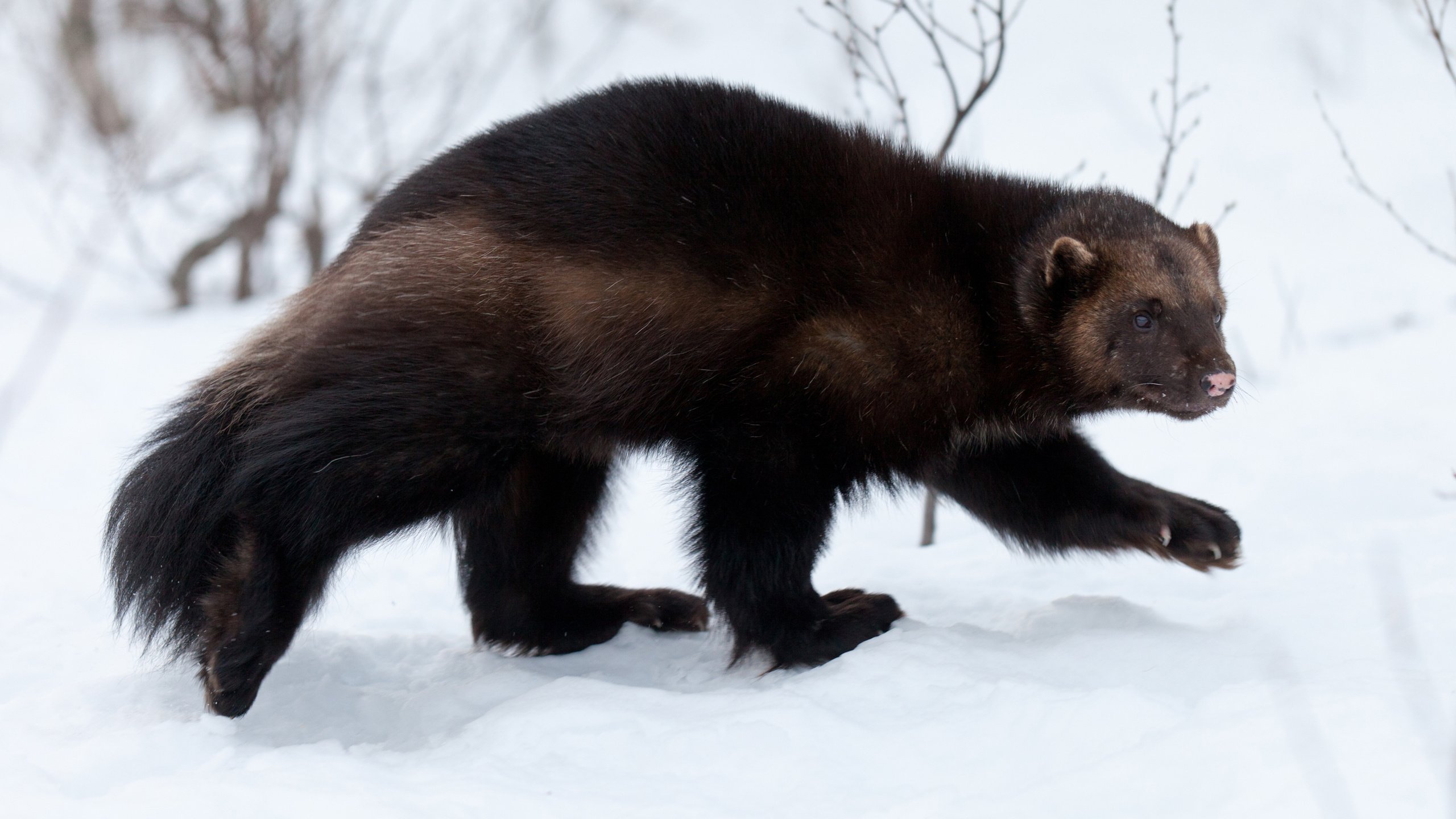 Обои снег, лес, зима, животное, росомаха, куница, snow, forest, winter, animal, wolverine, marten разрешение 2880x1800 Загрузить