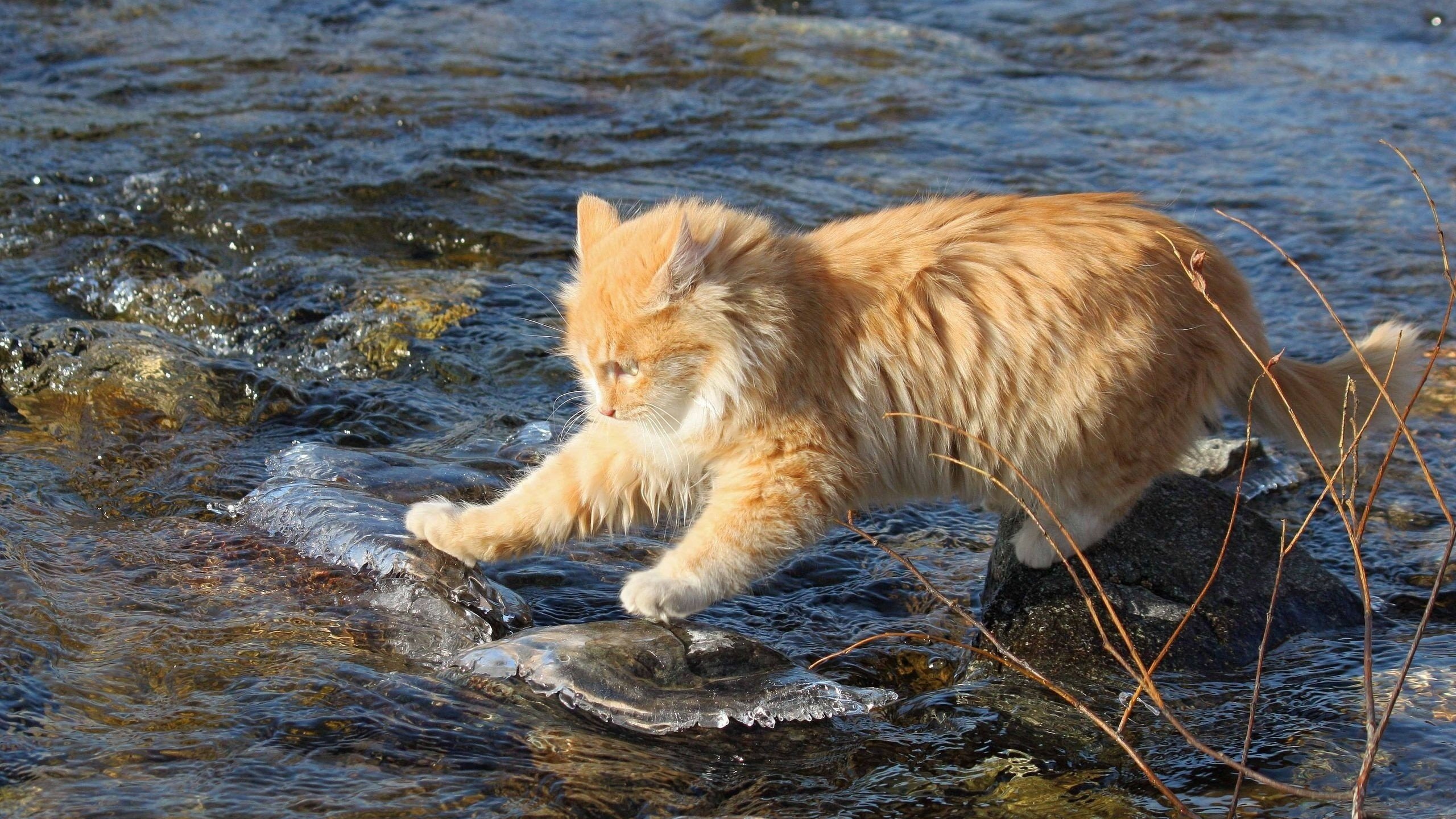 Обои вода, камни, ручей, кот, кошка, рыжий, рыжий кот, бесстрашный, исследователь, researcher, water, stones, stream, cat, red, red cat, fearless разрешение 2560x1600 Загрузить