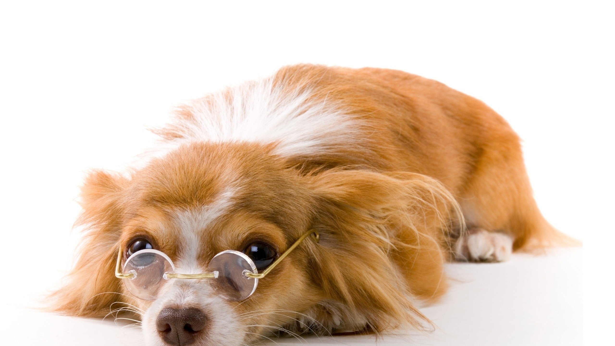 Обои очки, собака, щенок, белый фон, папильон, glasses, dog, puppy, white background, papillon разрешение 2560x1600 Загрузить