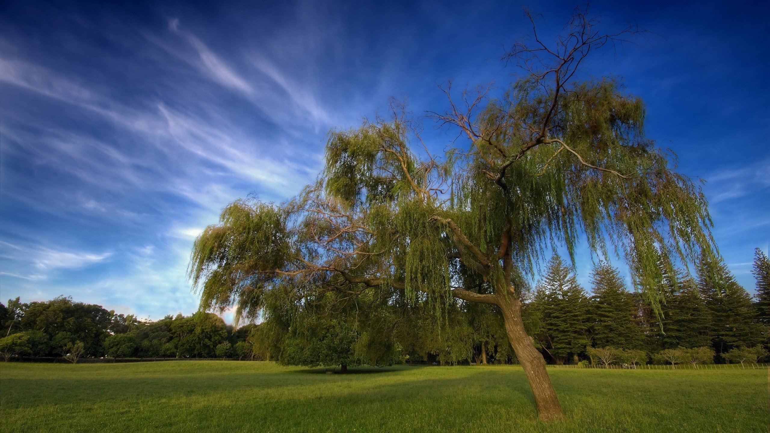 Обои небо, облака, дерево, the sky, clouds, tree разрешение 2560x1600 Загрузить