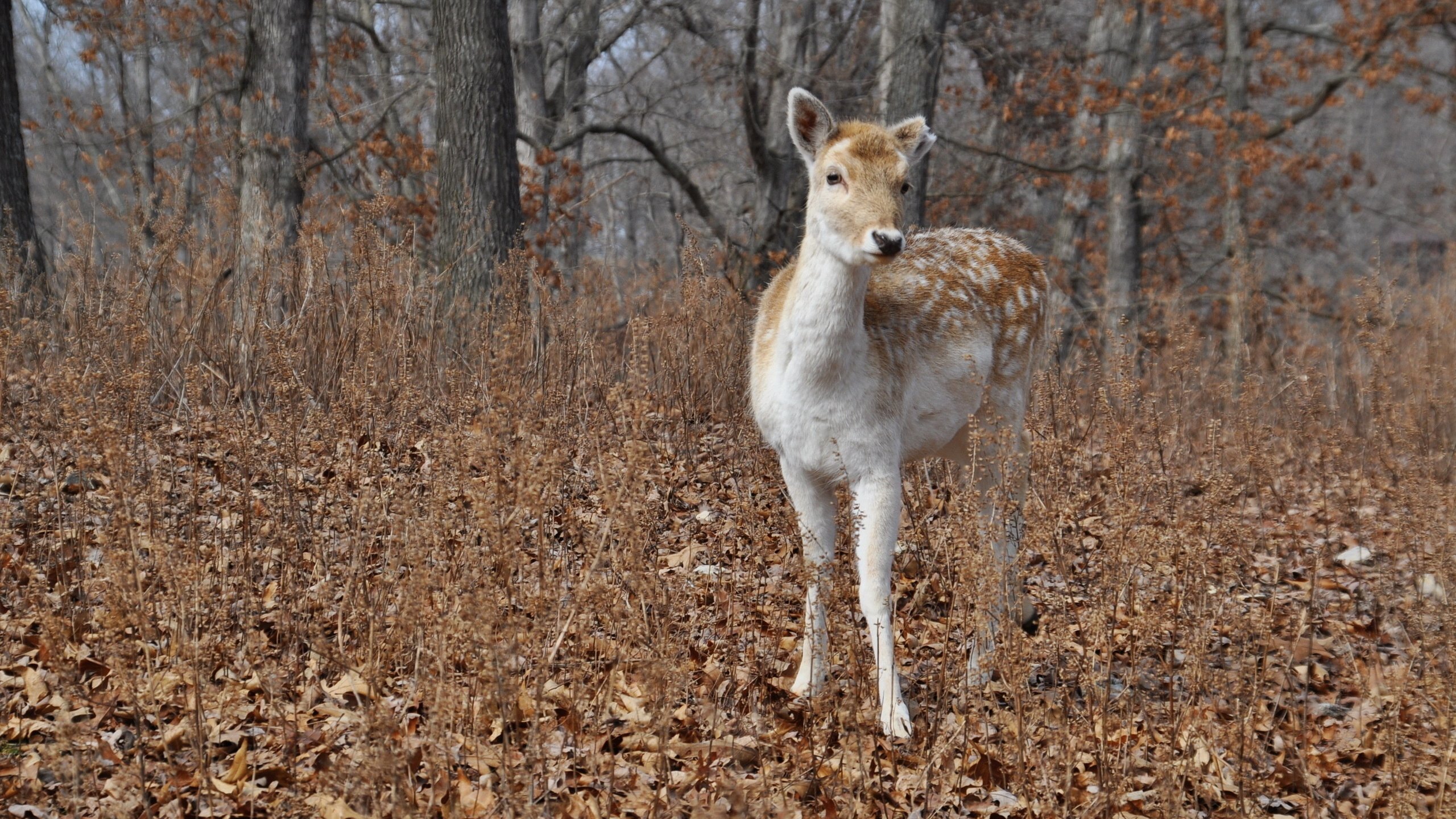 Обои природа, лес, олень, осень, nature, forest, deer, autumn разрешение 2560x1600 Загрузить