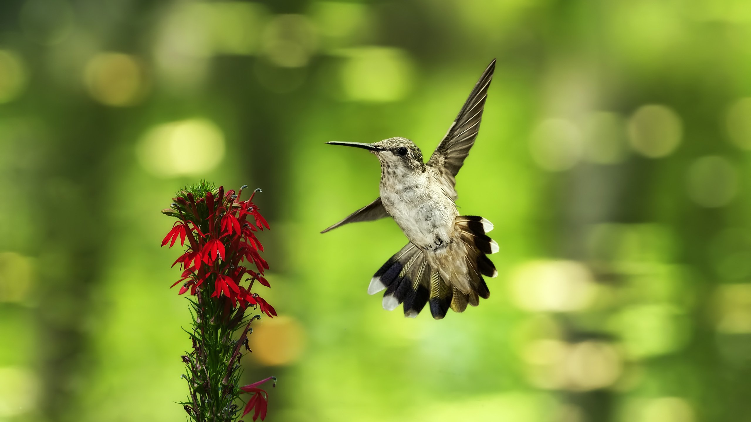 Обои фон, полет, цветок, птица, колибри, боке, background, flight, flower, bird, hummingbird, bokeh разрешение 2560x1600 Загрузить