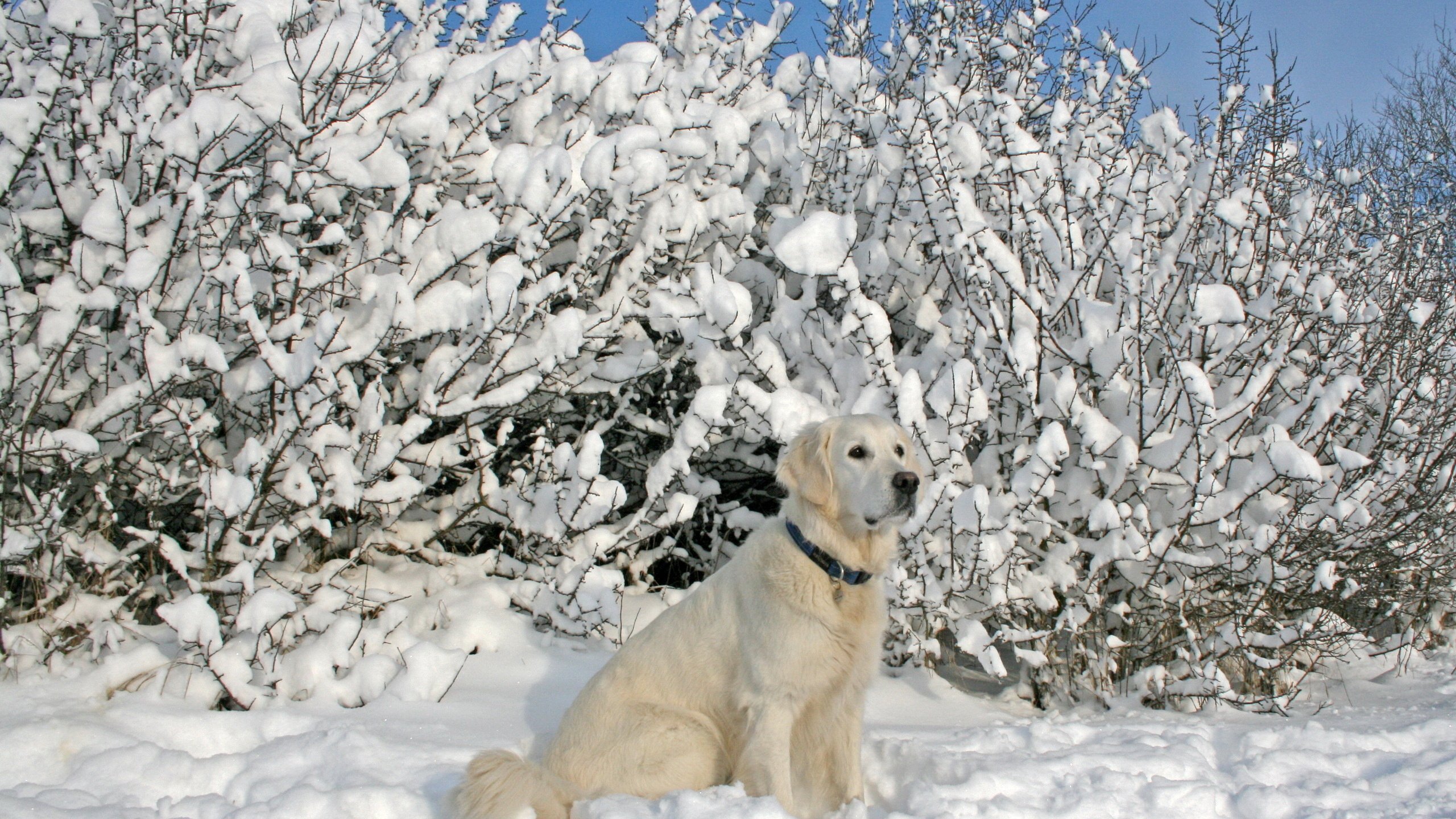 лабрадор пёс снег Labrador dog snow скачать