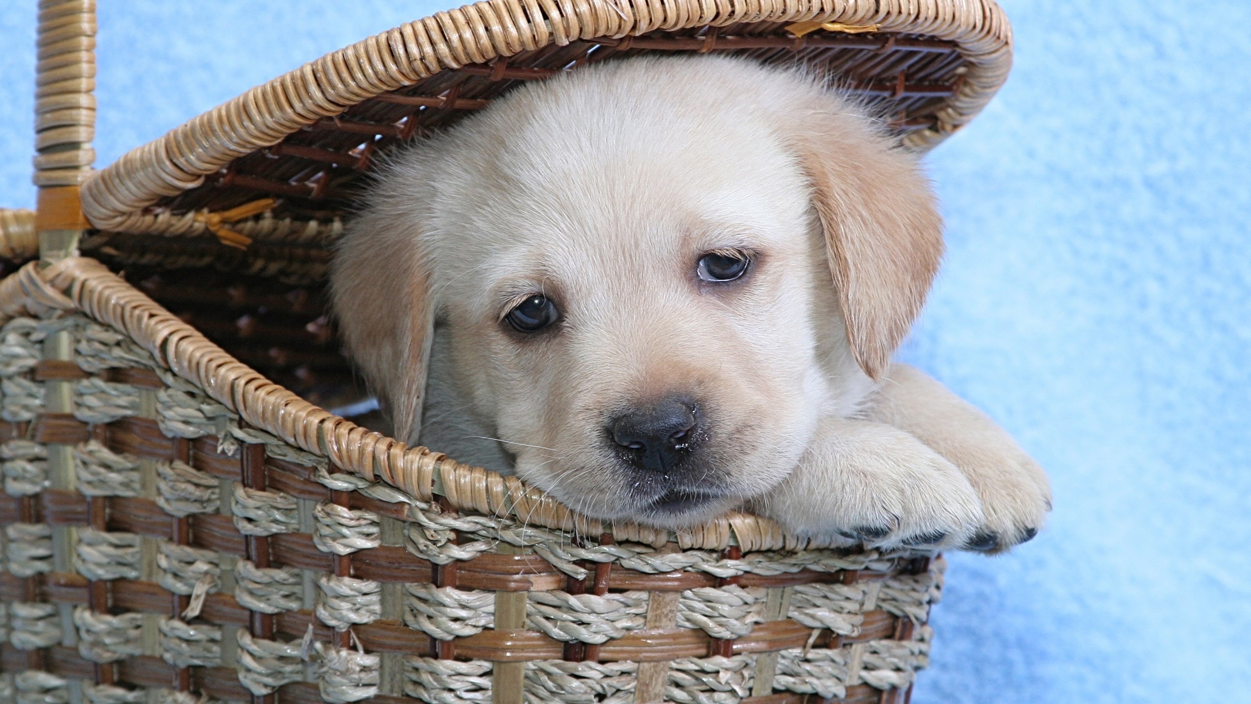 Обои морда, взгляд, собака, щенок, корзина, лабрадор, милый, face, look, dog, puppy, basket, labrador, cute разрешение 2560x1600 Загрузить