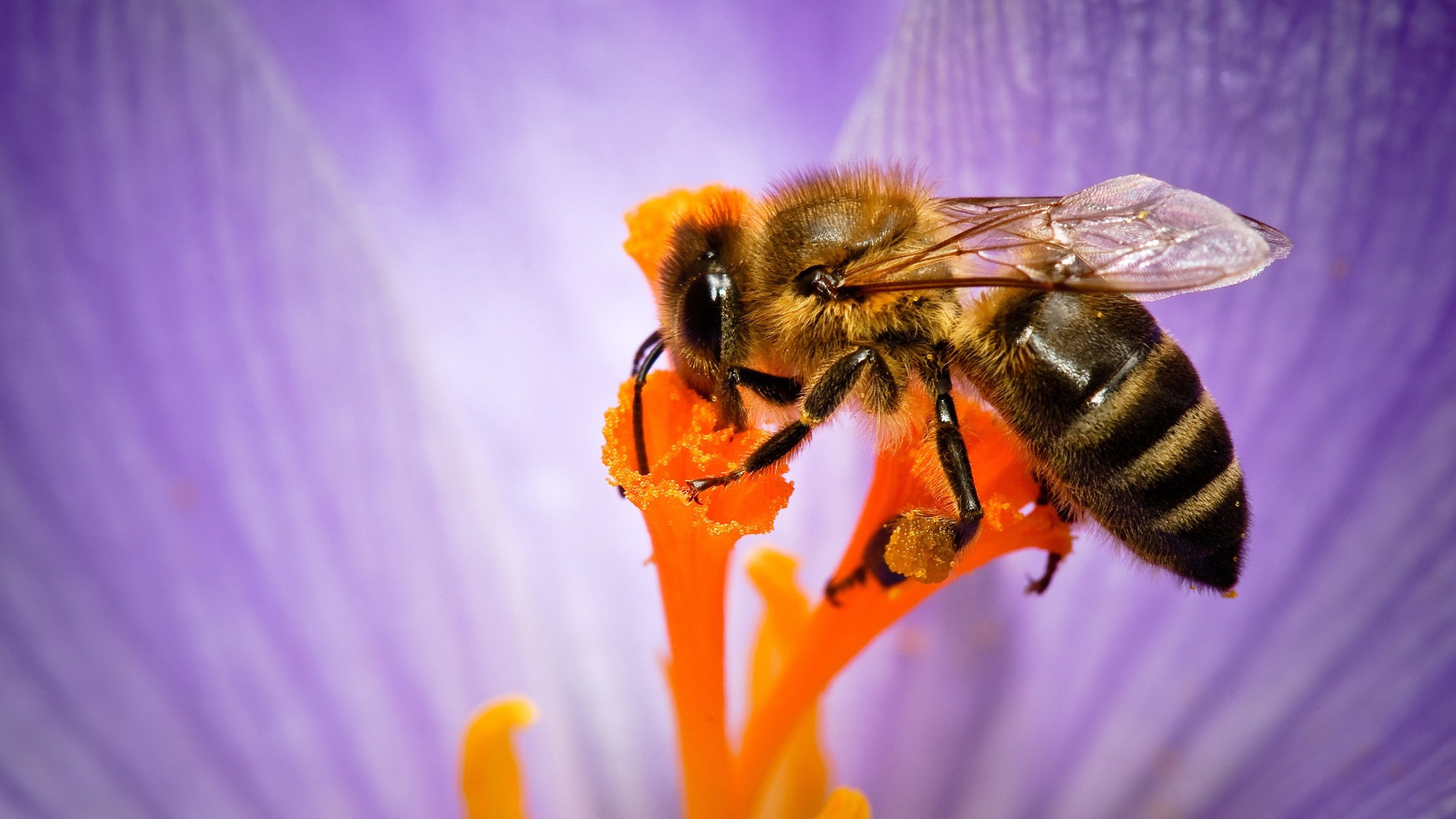 Обои макро, насекомое, цветок, лепестки, пчела, нектар, опыление, некрар, macro, insect, flower, petals, bee, nectar, pollination разрешение 2560x1600 Загрузить