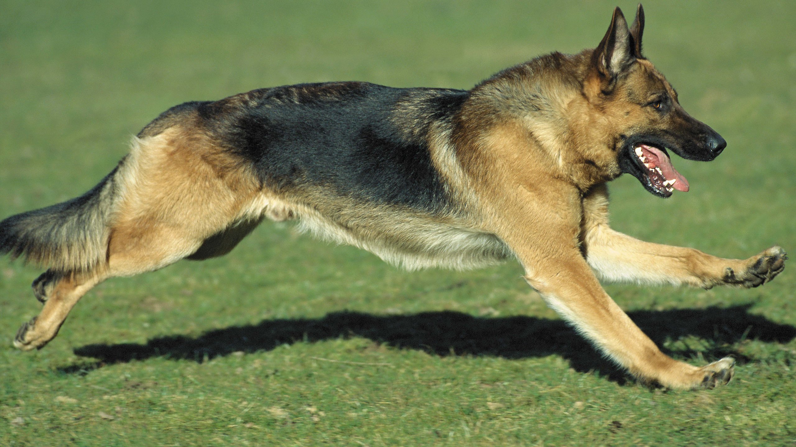 Обои трава, собака, бег, немецкая овчарка, grass, dog, running, german shepherd разрешение 2560x1600 Загрузить