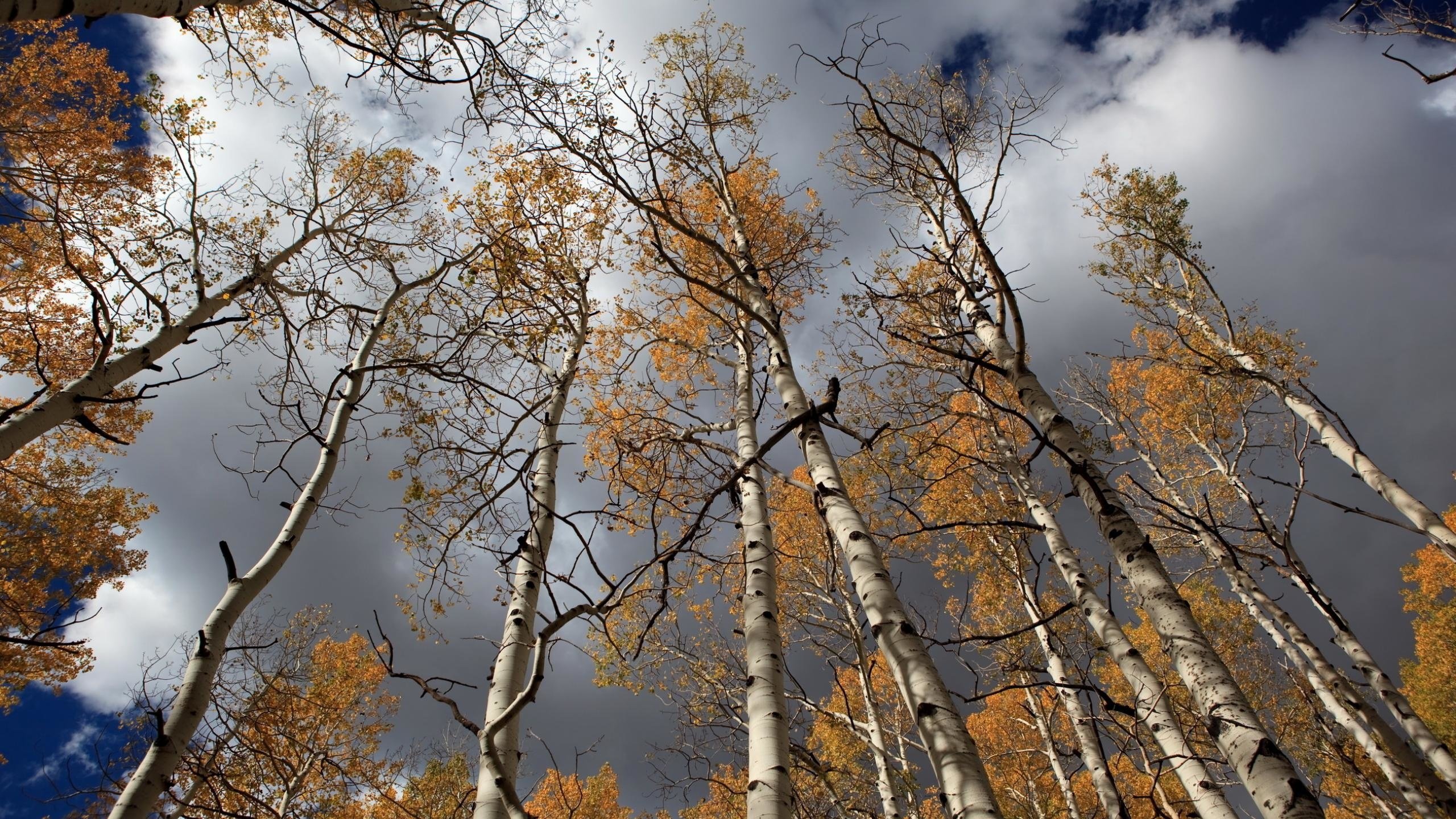 Обои небо, облака, лес, березы, осень, the sky, clouds, forest, birch, autumn разрешение 2560x1600 Загрузить