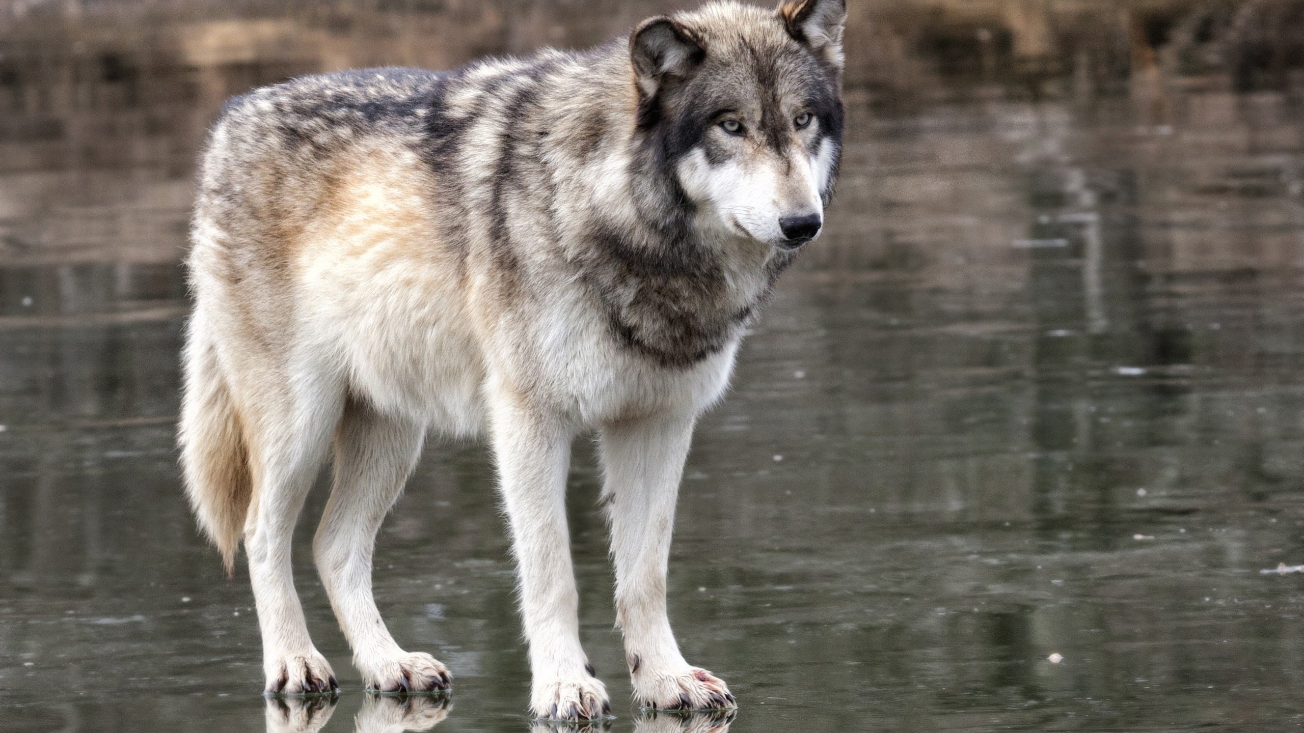 Обои природа, взгляд, хищник, волк, nature, look, predator, wolf разрешение 2560x1600 Загрузить