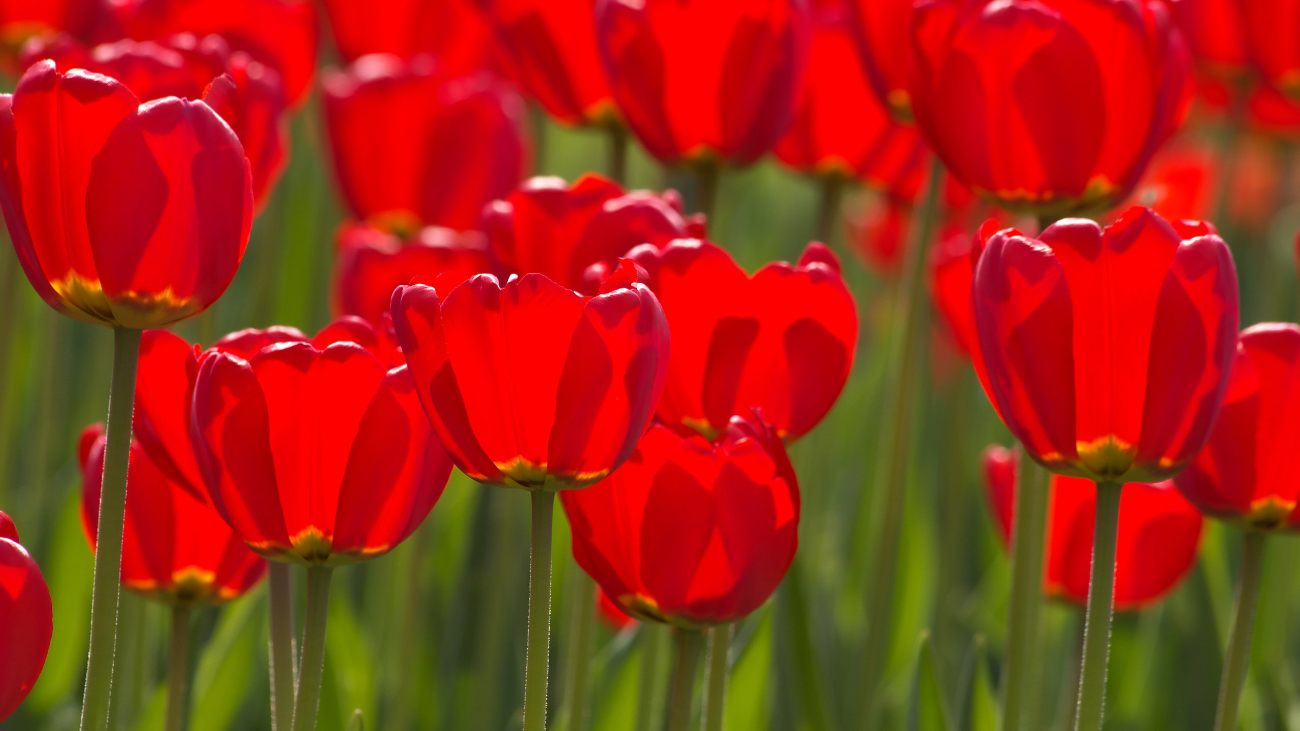 Обои цветы, бутоны, лепестки, красные, весна, тюльпаны, стебли, flowers, buds, petals, red, spring, tulips, stems разрешение 3504x2336 Загрузить